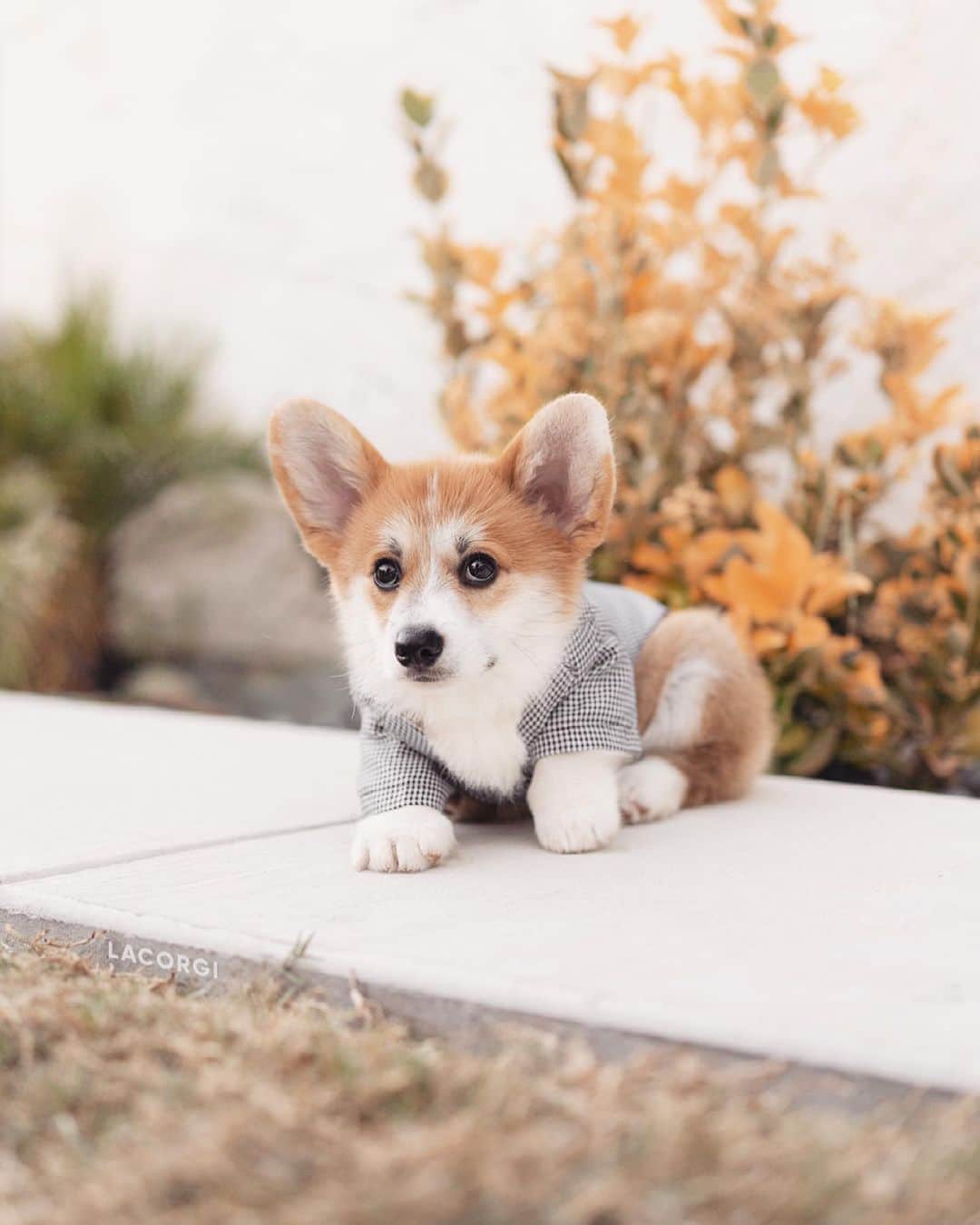 Geordi La Corgiのインスタグラム：「🙋‍♂️ Excuse me sir, I’d like to discuss how to maximize my monthly treat allowance. 📈 #politepuppy」
