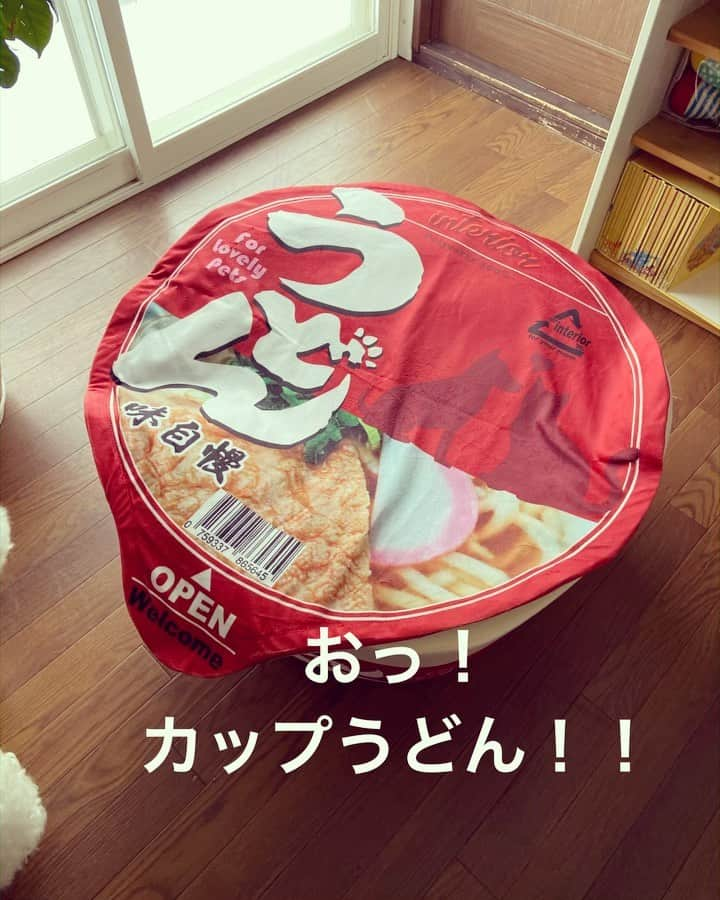 たまねぎのインスタグラム