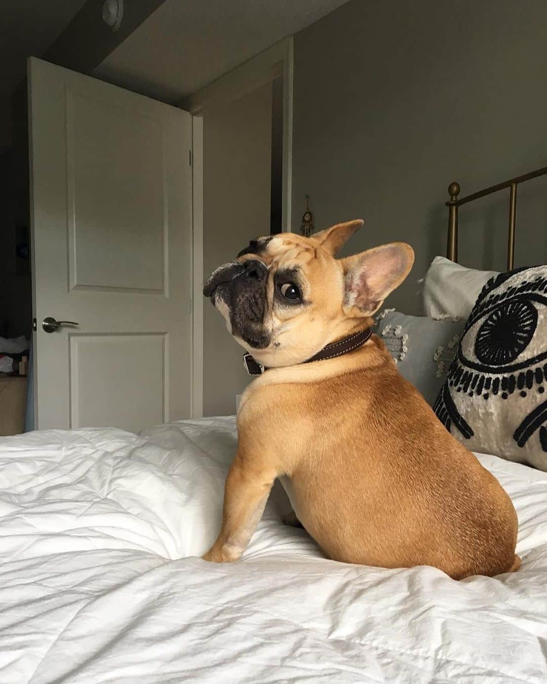 Regeneratti&Oliveira Kennelさんのインスタグラム写真 - (Regeneratti&Oliveira KennelInstagram)「From Brazil to USA! we love punkin. please follow ❤️ #frenchbulldog #frenchie #bulldog」2月24日 2時42分 - jmarcoz