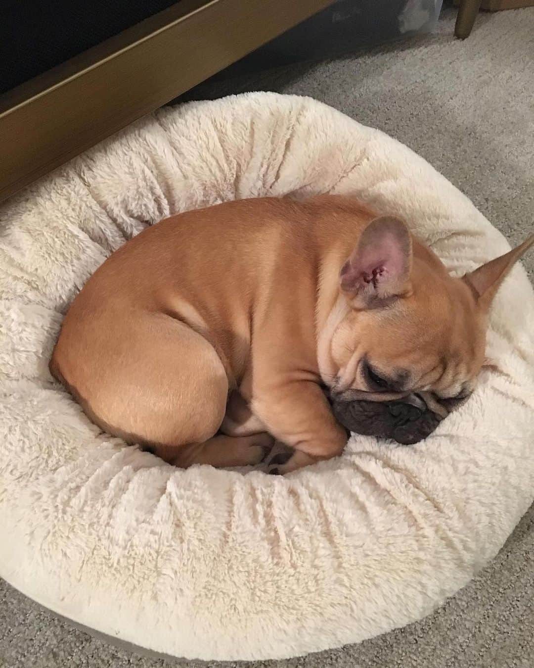 Regeneratti&Oliveira Kennelのインスタグラム：「From Brazil to USA! we love punkin. please follow ❤️ #frenchbulldog #frenchie #bulldog」