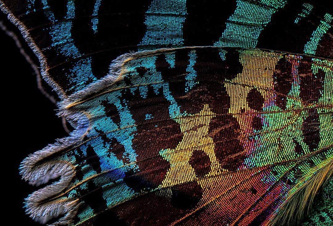 NikonUSAさんのインスタグラム写真 - (NikonUSAInstagram)「#NikonAmbassador @joeyterrill breaks down how he captured this vivid view of a Madagascar Sunset Moth with his #NikonZ7ii: "It was important to reveal the texture of the scales, so I placed a small optical spot to rake across the surface of the wing. Narrowing the beam to just strike part of the wing, I adjusted the light intensity to make a proper exposure for the area where the streak of light was striking the wing. For the sheen of the moth scales to show though, a relatively large light source was needed to reflect the sheen back into the lens. I used a 16” soft box just a few inches from the moth, and set the intensity to underexpose the moth by one f/stop. This made the soft box a fill light for the part of the wing not being illuminated by the spot, but it also delivered enough intensity to reveal the sheen of the scales."  📸: Nikon Z 7II with the Mount Adapter FTZ and AF-S VR Micro-Nikkor 105mm f/2.8G IF-ED 6000K White Balance | 20 RAW Captures | ISO 31 | 1/160 @ f/10  #NikonNoFilter #colorphotography #macrophotography #Zcreators #NIKKOR」2月24日 3時06分 - nikonusa