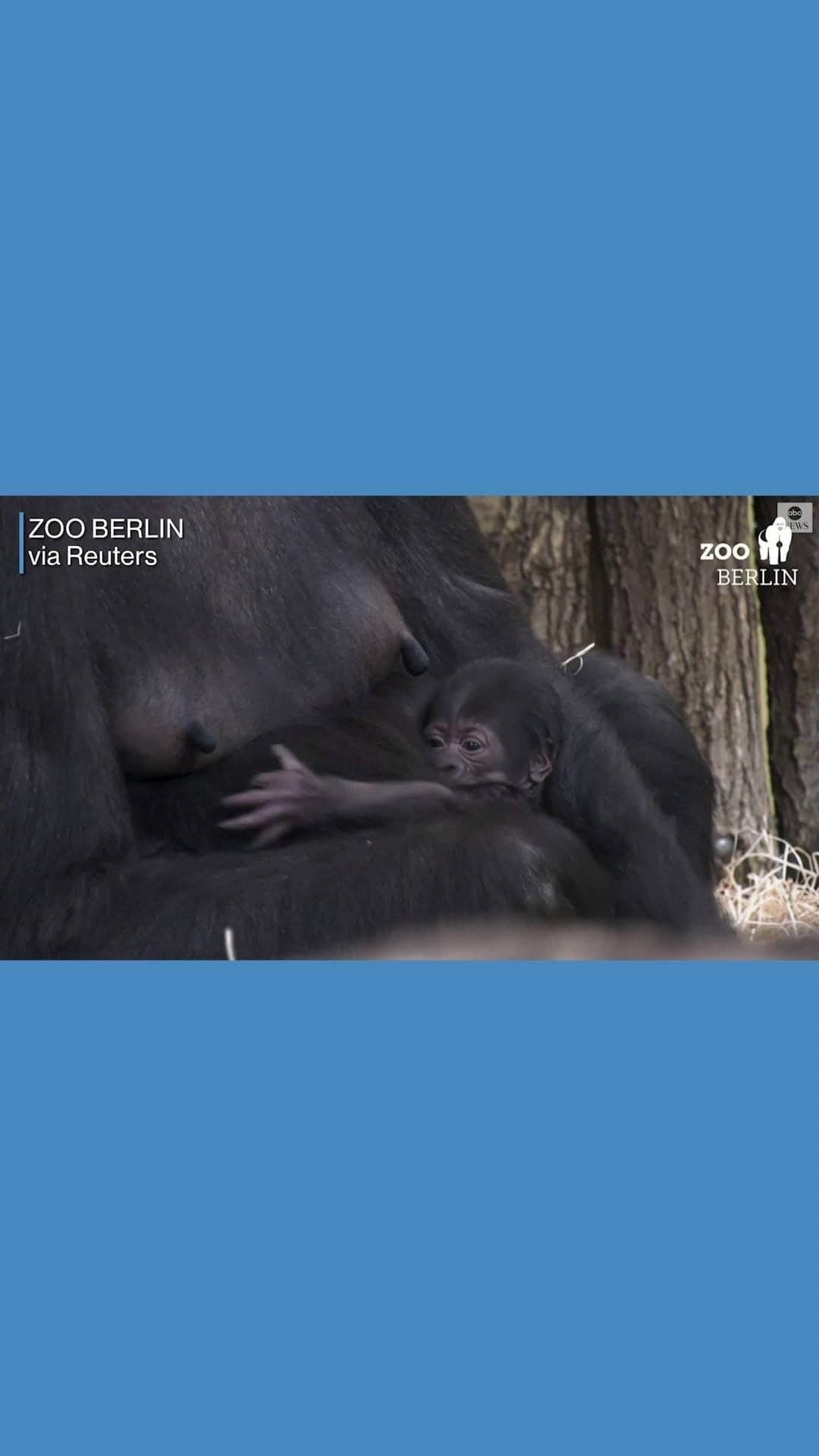 ABC Newsのインスタグラム