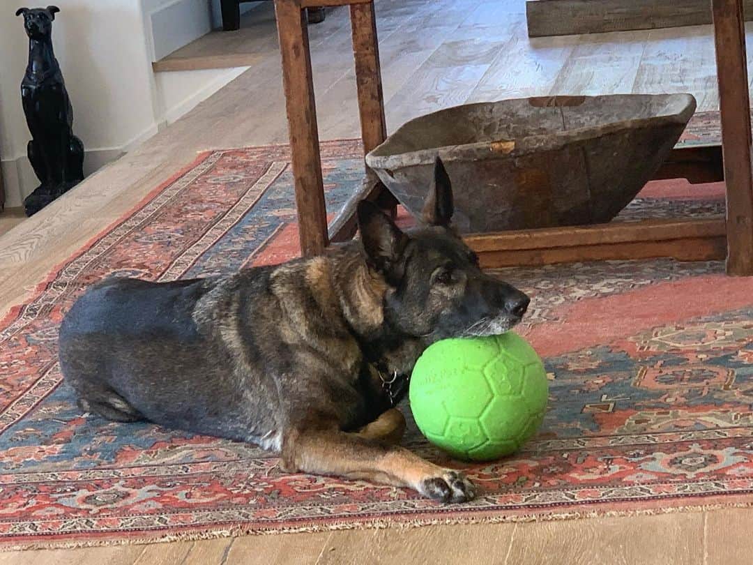 シャナン・ドハーティーのインスタグラム：「Just a dog and her ball」