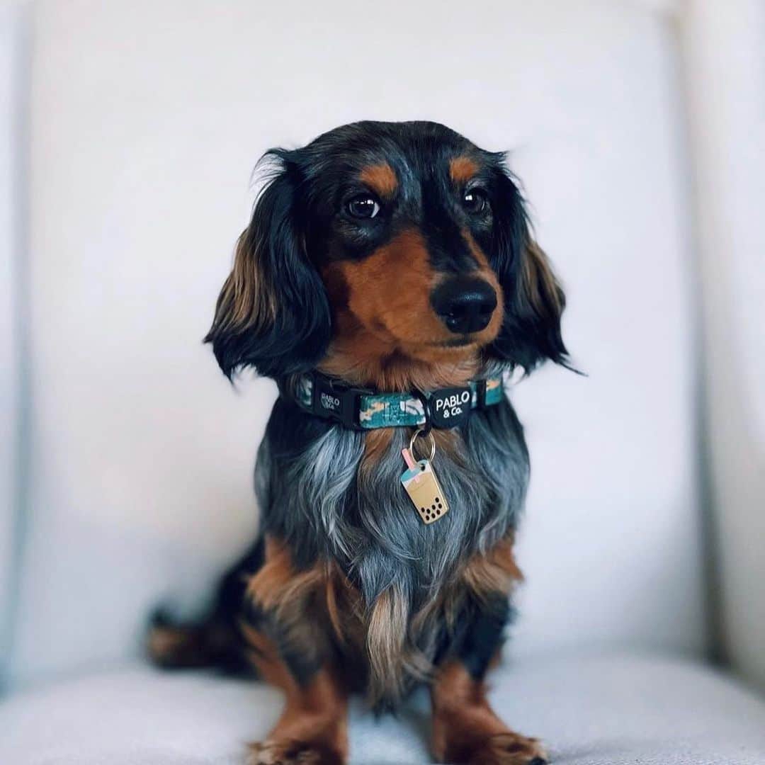 DogsOf Instagramさんのインスタグラム写真 - (DogsOf InstagramInstagram)「TAG YOUR BESTIE 🐾 Gone are the days of boring old utilitarian dog tags for your pup. At @muttropolis, you can find some of the cutest engraved dog ID tags to match your pet’s personality.   Even with microchips, your furry family member’s first line of defense is an ID tag. With a custom pet name tag from @muttropolis, your pets will be protected while rocking their own unique style.   Link in bio to shop @muttropolis custom ID tags! Tag a friend who needs a custom ID tag ❤️🐾   #muttropolis #tagyourbestie #customidtag #dogtags #biggiesmalls #ifyoudontknownowyouknow」2月24日 3時25分 - dogsofinstagram