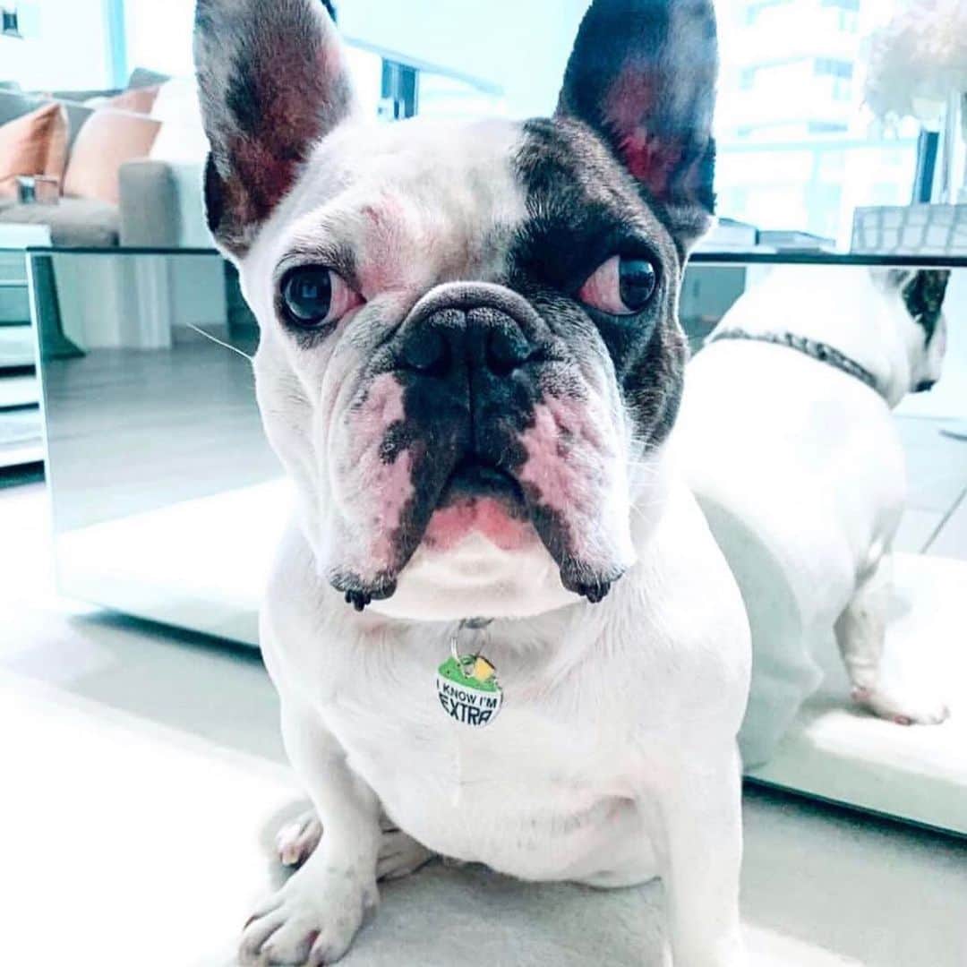 DogsOf Instagramさんのインスタグラム写真 - (DogsOf InstagramInstagram)「TAG YOUR BESTIE 🐾 Gone are the days of boring old utilitarian dog tags for your pup. At @muttropolis, you can find some of the cutest engraved dog ID tags to match your pet’s personality.   Even with microchips, your furry family member’s first line of defense is an ID tag. With a custom pet name tag from @muttropolis, your pets will be protected while rocking their own unique style.   Link in bio to shop @muttropolis custom ID tags! Tag a friend who needs a custom ID tag ❤️🐾   #muttropolis #tagyourbestie #customidtag #dogtags #biggiesmalls #ifyoudontknownowyouknow」2月24日 3時25分 - dogsofinstagram