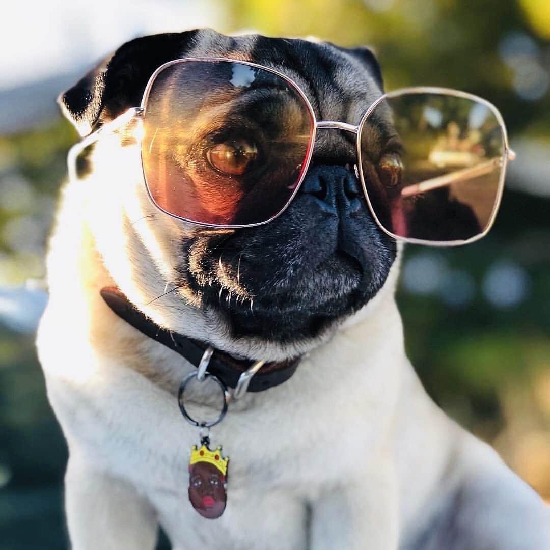 DogsOf Instagramのインスタグラム：「TAG YOUR BESTIE 🐾 Gone are the days of boring old utilitarian dog tags for your pup. At @muttropolis, you can find some of the cutest engraved dog ID tags to match your pet’s personality.   Even with microchips, your furry family member’s first line of defense is an ID tag. With a custom pet name tag from @muttropolis, your pets will be protected while rocking their own unique style.   Link in bio to shop @muttropolis custom ID tags! Tag a friend who needs a custom ID tag ❤️🐾   #muttropolis #tagyourbestie #customidtag #dogtags #biggiesmalls #ifyoudontknownowyouknow」
