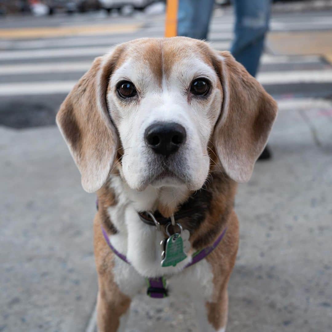 The Dogistさんのインスタグラム写真 - (The DogistInstagram)「Otto, Beagle (14 y/o), 10th & 5th Ave., New York, NY • “Some people I knew got a Beagle and then put him up for adoption, but I was grieving my last dog. But then they showed me a picture of him – I didn’t mean to. It’s been 20 years of Beagle. I rescued him from a life of show business. He’ll push a chair over to climb up on to get food.”」2月24日 3時55分 - thedogist