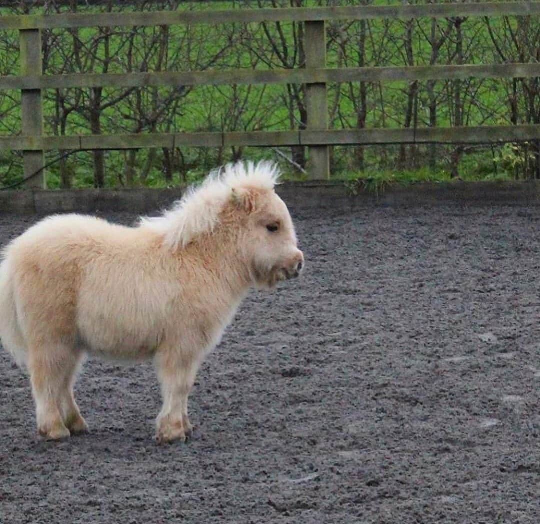 のインスタグラム：「Such a little cutie🐴😍 Photo by: @teddytheshetland」
