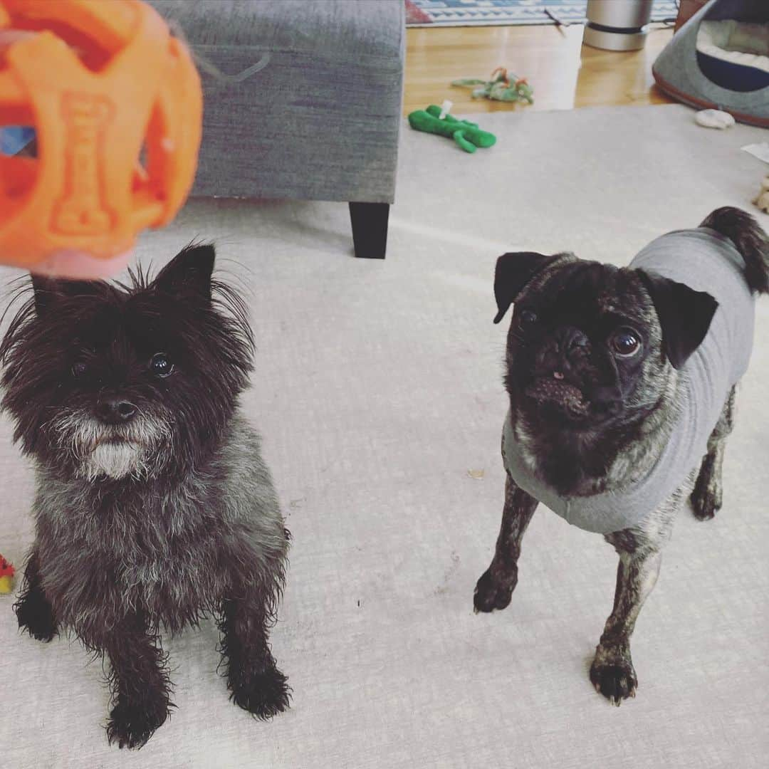 pugsofinstagramさんのインスタグラム写真 - (pugsofinstagramInstagram)「Banksy and Archie are world-class productivity assassins.」2月24日 4時22分 - pugsofinstagram