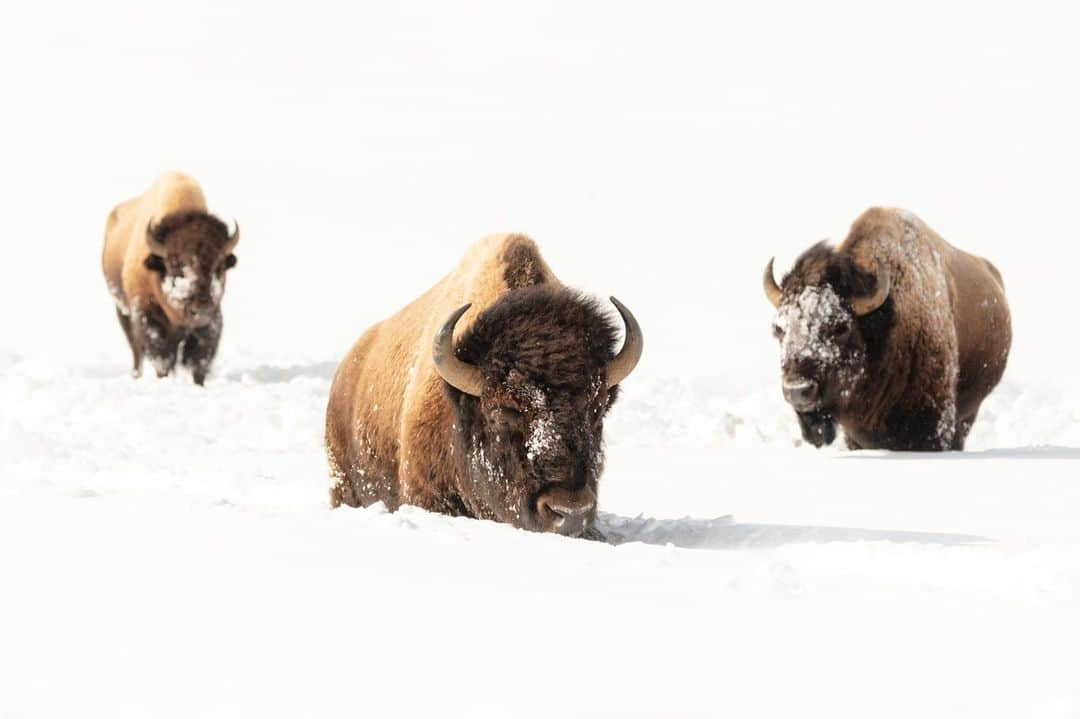 アメリカ内務省さんのインスタグラム写真 - (アメリカ内務省Instagram)「With over 640 million acres to explore, federal public lands like #Yellowstone are a great place to get outside, socially distance like these bison, and improve your mental and physical health. But if you’re inside a building or exploring a place where social distancing isn’t possible -- like a crowded overlook or passing someone on a trail -- mask up! Photo of bison social distancing @YellowstoneNPS by Jacob W. Frank.  #RecreateResponsibly #usinterior  #Wyoming #Idaho #Montana」2月24日 10時17分 - usinterior