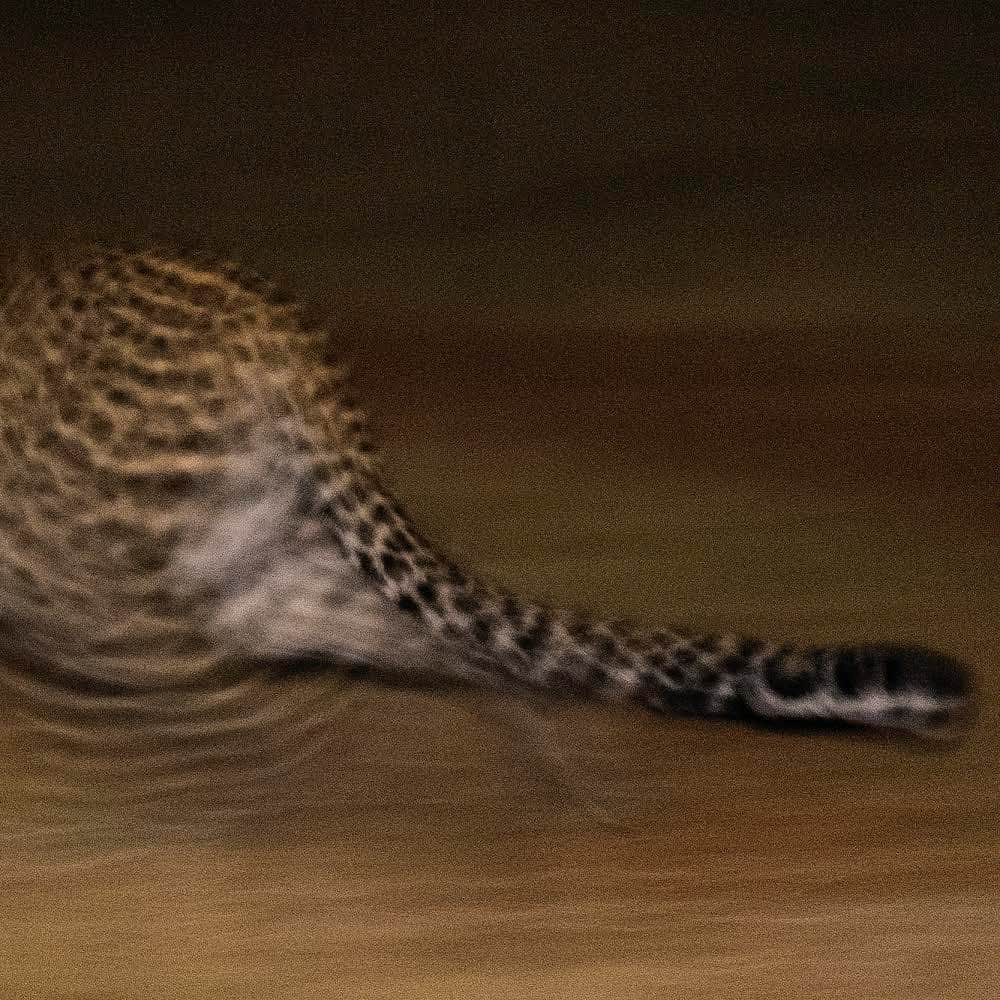 thephotosocietyさんのインスタグラム写真 - (thephotosocietyInstagram)「Photo by David Chancellor @chancellordavid / There is a great stillness in a leopard; and yet, immense power and motion. It appears almost liquid in form as it moves through landscapes that offer little cover, but the leopard is never really visible. I watched it under moonlight sit like a Sphinx on a rock still warm from the day’s heat, surveying the landscape for its prey. Then, in a perfect snake-like fashion, it moved down from the rock towards an unsuspecting hare - and vanished. There was no doubt what the outcome would be now. The next time I caught sight of it, it was within a few metres of the hare, and absolutely stationary. Unless you had the necessary code, it simply appeared to be invisible again to all but those who knew it was there. Even the hare, one of nature’s most cautious species, had no idea that it was being stalked. The grass parted; the hare barely moved, and the leopard had taken its prey. Extraordinarily, nothing changed; no birds called, no alarms sounded from other wildlife, nothing... not even the sound of the silent assassin, carrying off its prey…  to see more follow me @chancellordavid 🖤 Leopard hunting at the hippo pool, Mpala Research Centre, Laikipia, Kenya #mpalaresearchcentre @natgeo #cat #leopard #africa #kenya」2月24日 5時11分 - thephotosociety