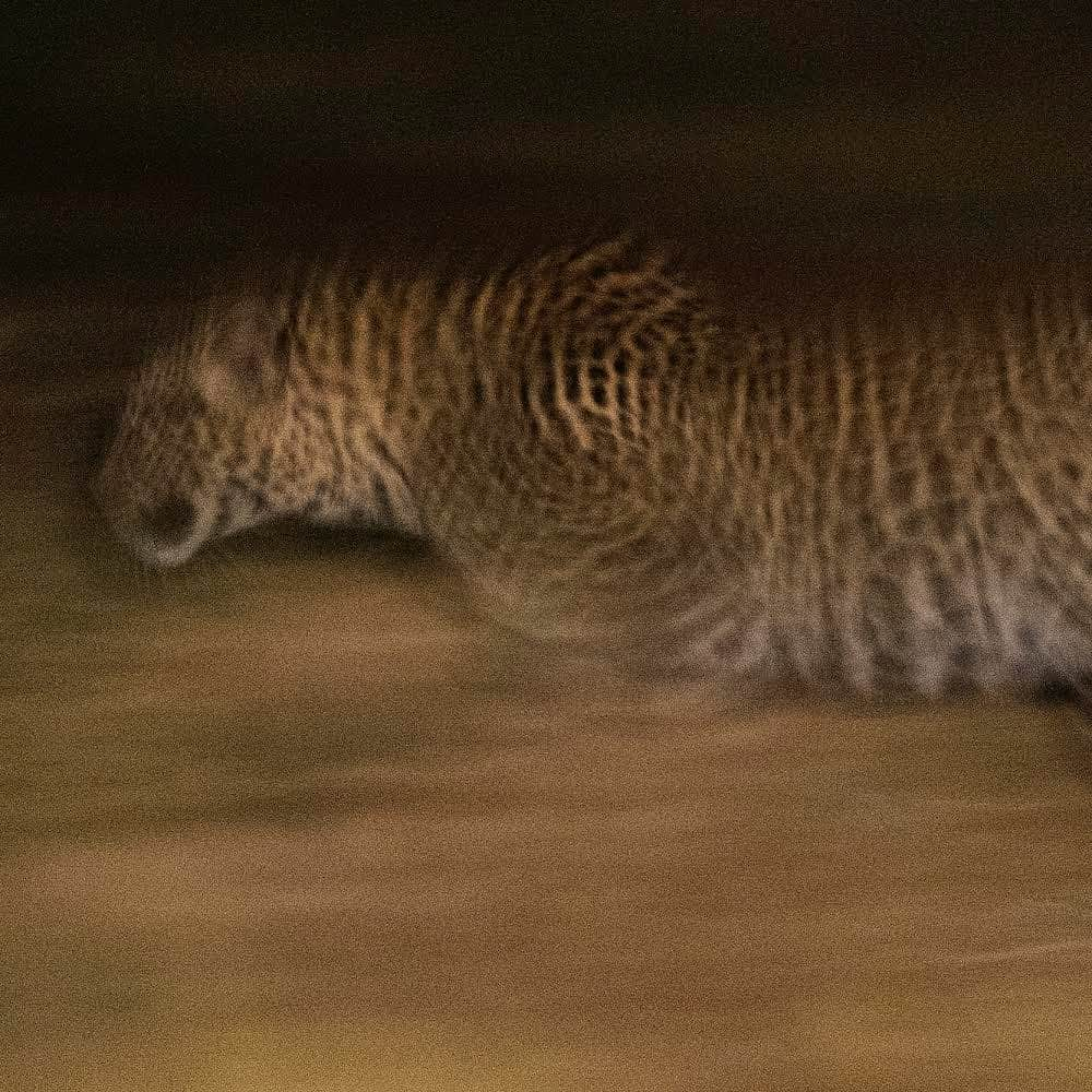 thephotosocietyさんのインスタグラム写真 - (thephotosocietyInstagram)「Photo by David Chancellor @chancellordavid / There is a great stillness in a leopard; and yet, immense power and motion. It appears almost liquid in form as it moves through landscapes that offer little cover, but the leopard is never really visible. I watched it under moonlight sit like a Sphinx on a rock still warm from the day’s heat, surveying the landscape for its prey. Then, in a perfect snake-like fashion, it moved down from the rock towards an unsuspecting hare - and vanished. There was no doubt what the outcome would be now. The next time I caught sight of it, it was within a few metres of the hare, and absolutely stationary. Unless you had the necessary code, it simply appeared to be invisible again to all but those who knew it was there. Even the hare, one of nature’s most cautious species, had no idea that it was being stalked. The grass parted; the hare barely moved, and the leopard had taken its prey. Extraordinarily, nothing changed; no birds called, no alarms sounded from other wildlife, nothing... not even the sound of the silent assassin, carrying off its prey…  to see more follow me @chancellordavid 🖤 Leopard hunting at the hippo pool, Mpala Research Centre, Laikipia, Kenya #mpalaresearchcentre @natgeo #cat #leopard #africa #kenya」2月24日 5時11分 - thephotosociety