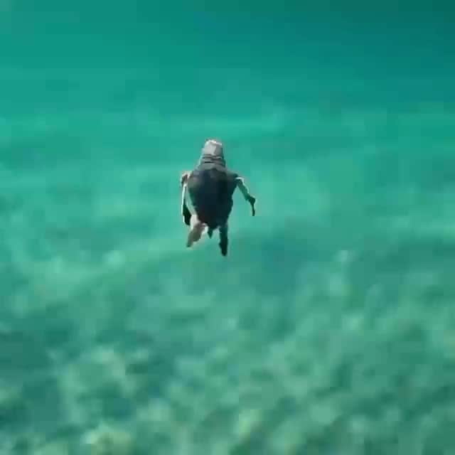 のインスタグラム：「Never give up!」