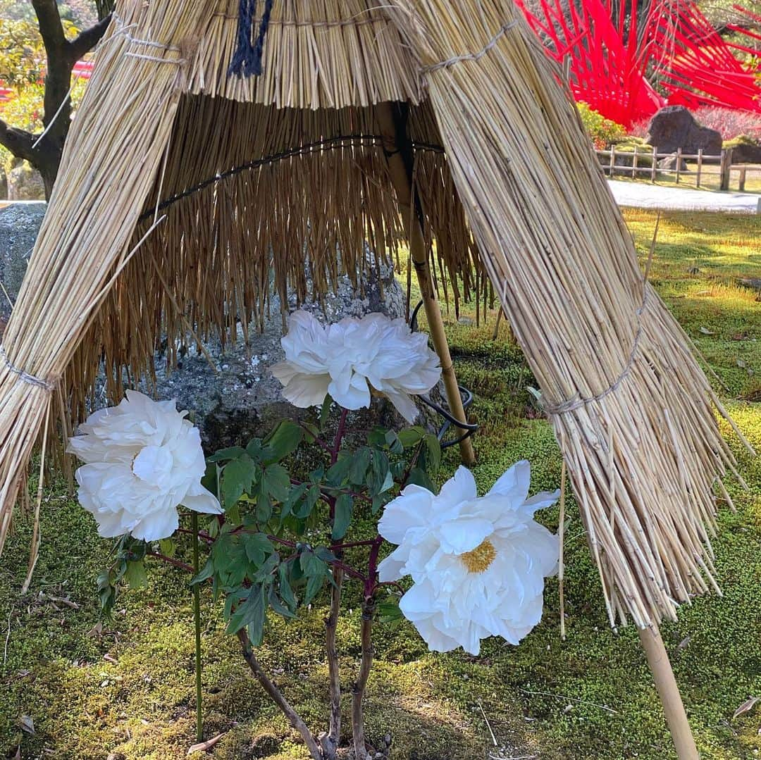 パンツェッタ・ジローラモさんのインスタグラム写真 - (パンツェッタ・ジローラモInstagram)「#島根 #しまね #shimane #beautifulcity #nicepeople #ginseng #genki #letsgo #to #shimane #大好き#Matsue #松江」2月24日 5時44分 - girolamo.me