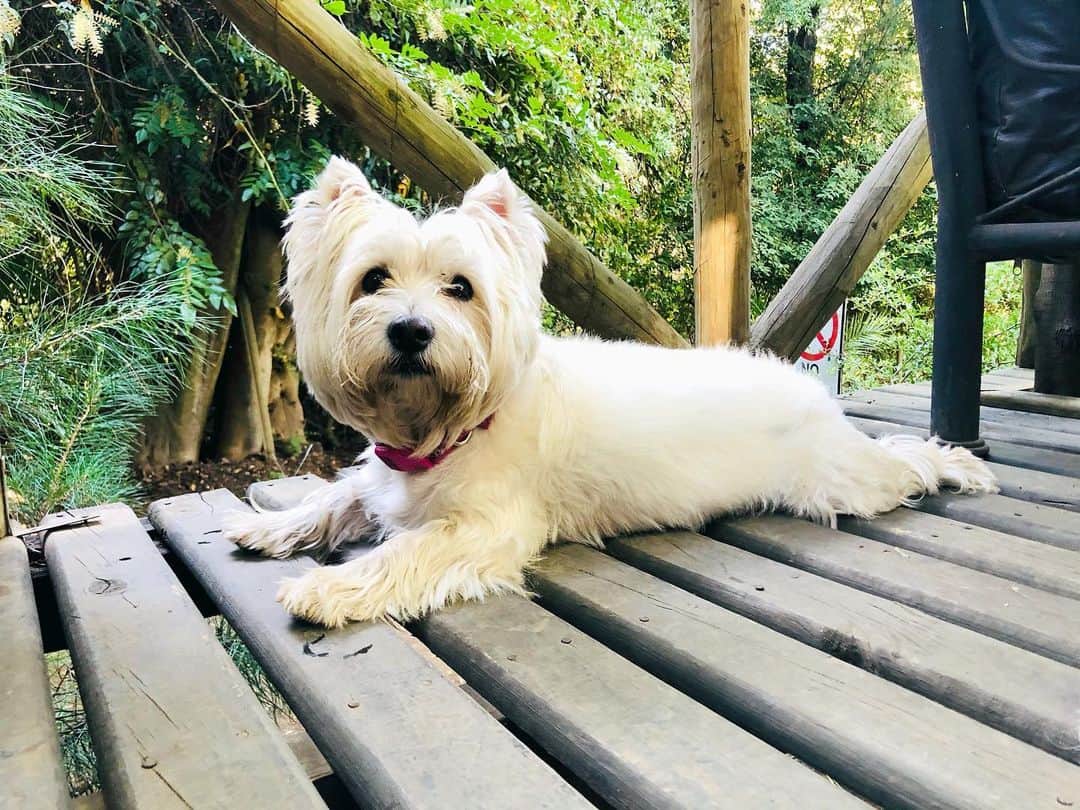 クラウディオ・リースのインスタグラム：「Hola 🐾   @facuemiwestie」