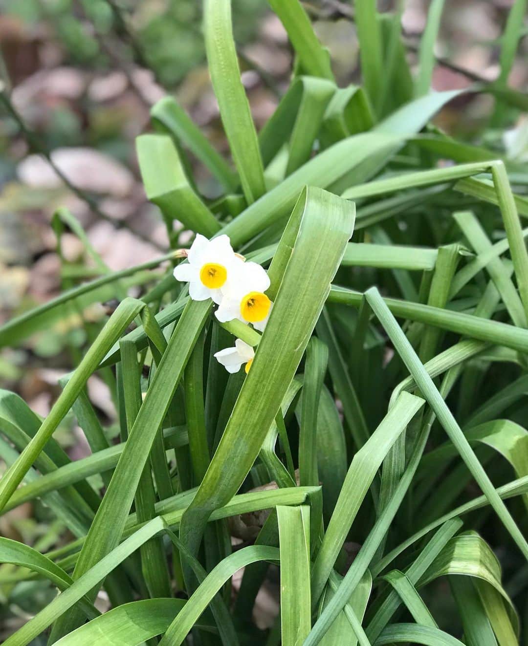 前野えまさんのインスタグラム写真 - (前野えまInstagram)「今朝は寒いけどこれから暖かくなるかな☀️ 春らしいお花も少しずつ咲いてます🪴 ・ ・ #寒い朝 #もうすぐ春 #春の花 #道端の花 #可愛い花 #今日も楽しく #いってきます   #goodmorning #springsoon #redflowers #whiteflowers #springflowers #flowerphotography #haveagoodday  #followme #tagsforlikes #tflers #tagsforlikesapp #actress #actor #girl #photography #portrait #portraitphotography #daily_phot_jpn #japan_daytime_view」2月24日 6時40分 - maeno_ema