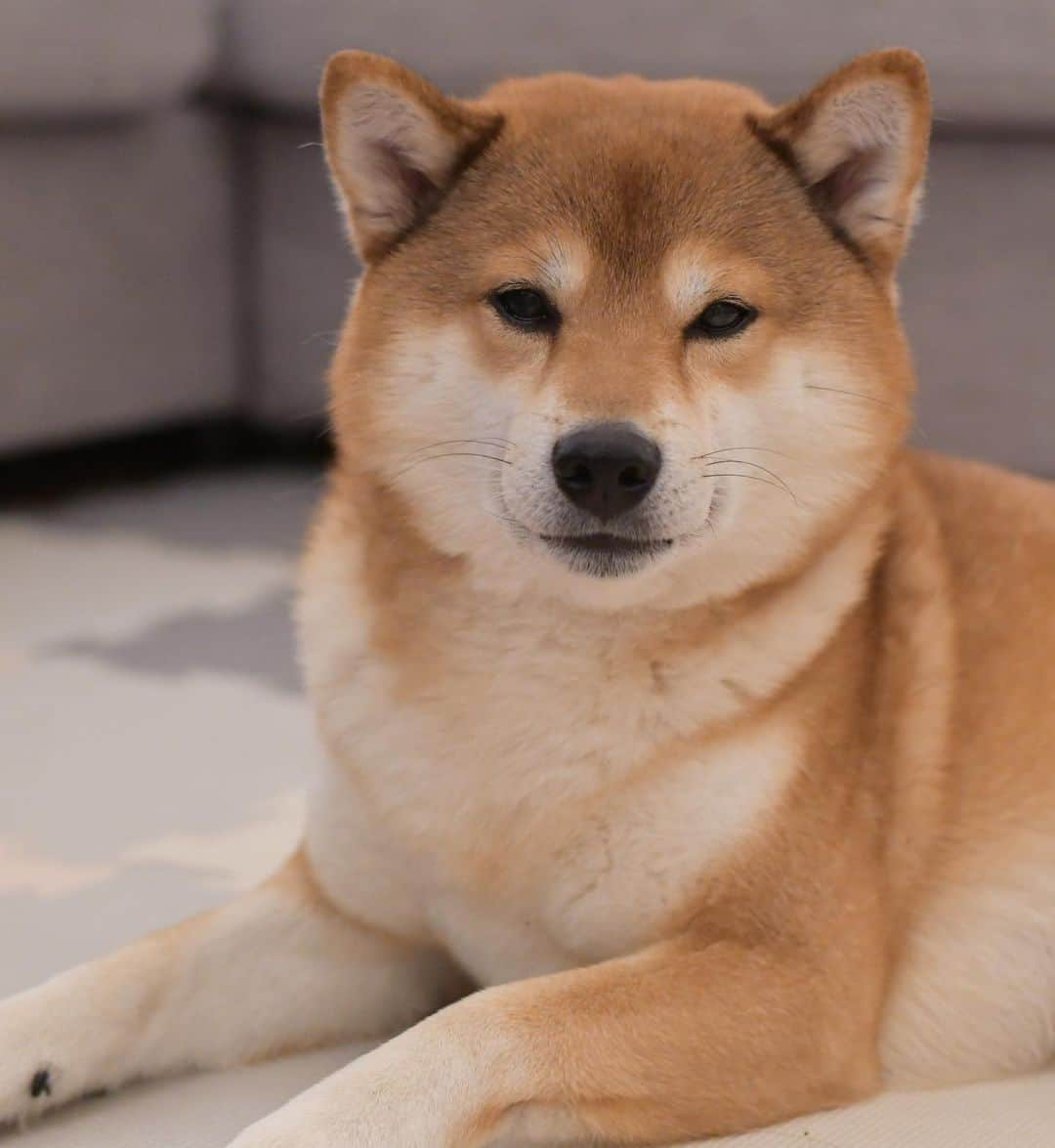 ?Fricko the Shiba Inu?のインスタグラム