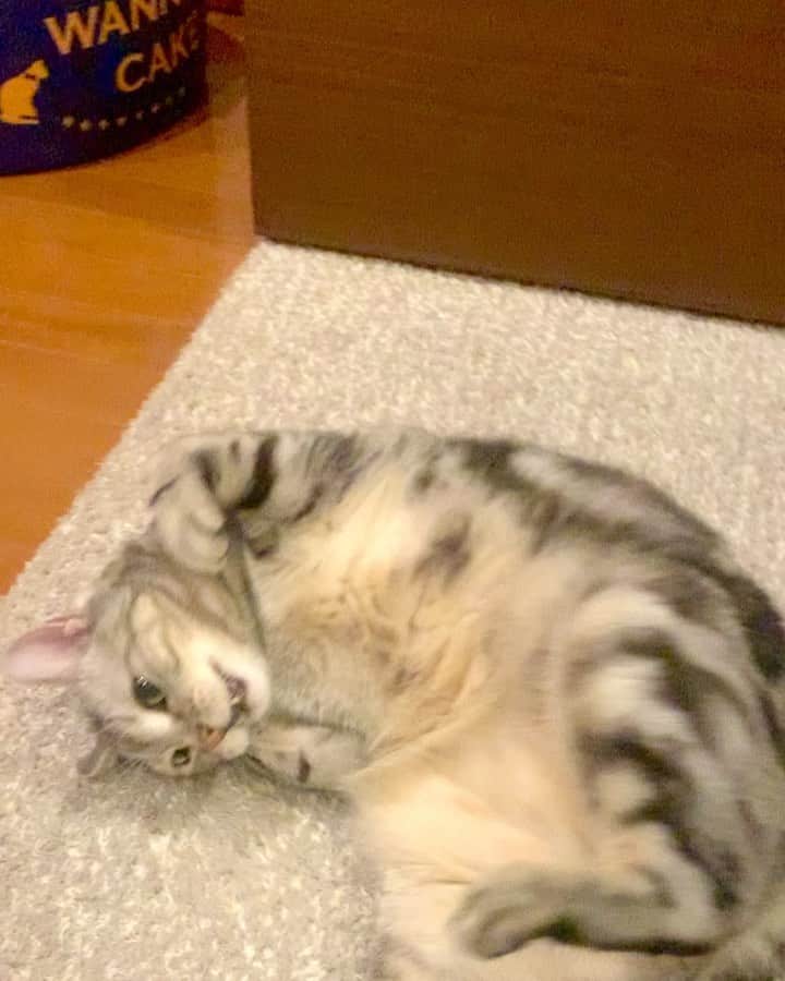 のインスタグラム：「Good morning! Bonjour!﻿ I wanted to attract your affection. Meow! * おはようございますにゃん！ ニャ〜ン！ママの気を惹きたいにゃよ！最後はどアップで！ * #catstagram #cat_features  #topcatphoto #cutepetclub #catsofinstagram #cats_of_world #meowsandwoofs #meowvswoof﻿ #excellent_cats #catstocker  #bestmeow #INSTACAT_MEOWS #peco #animalsco #mofmo #みんねこ #ふわもこ部 #ねこのきもち #アメショー #アメリカンショートヘア #猫 #猫好きさんと繋がりたい #nekoclub」