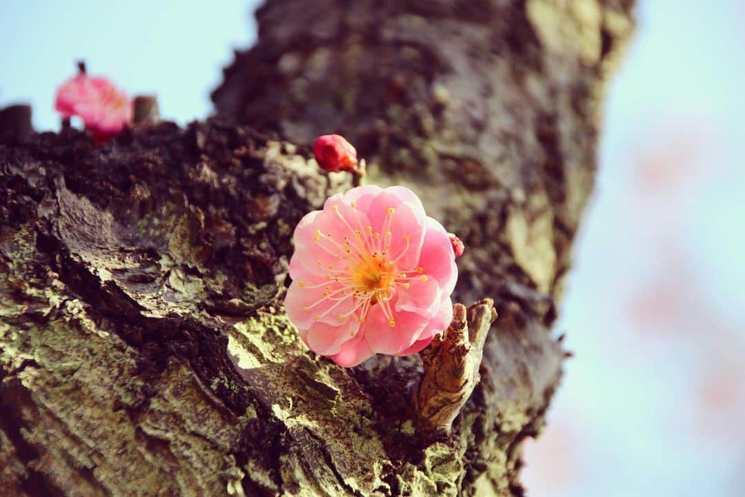みかんさんのインスタグラム写真 - (みかんInstagram)「. Good morning〜☀️ . 今日は、寒さが戻ってしまうようです。 暖かくしてお過ごし下さいね！ . #ウメ #flowers  #flowerstagram  #はなまっぷ  #mikanmamahana」2月24日 7時05分 - aja.ri