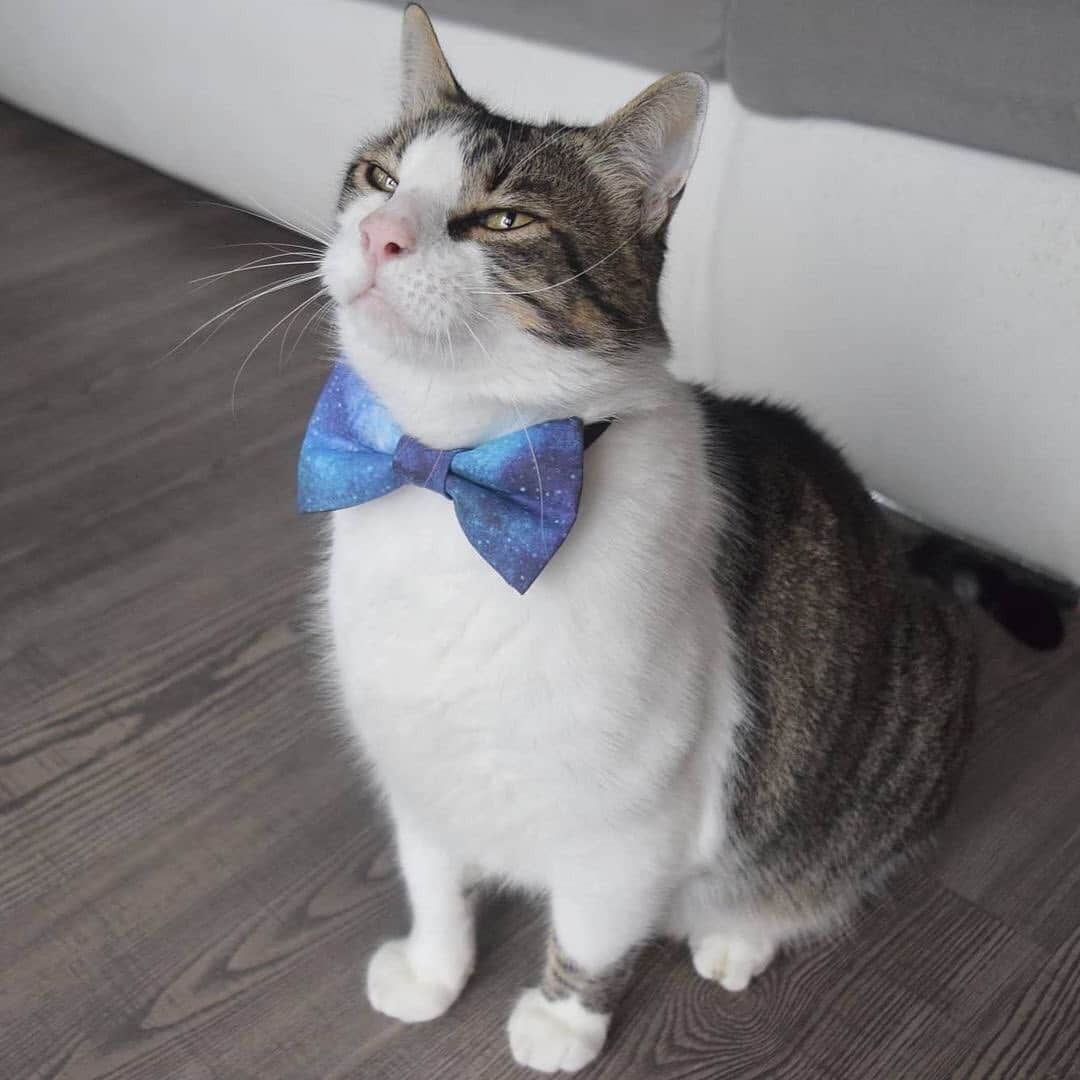 The Cats Of Instagramのインスタグラム：「Posted @withregram • @odinthetigercat Today is my buddy's @jax_thewildcat first birthday, so I'm headed to Germany for little celebration 🐾  Swipe to see us pawty with our furiends #evencoolercatsgang  .. #COIBowTie #BowTieTuesdsy」