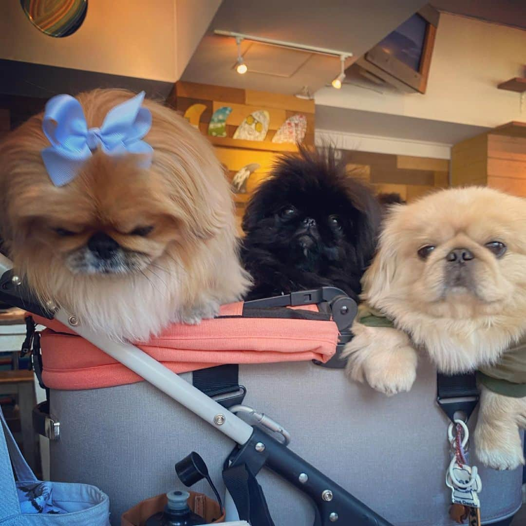 梅宮アンナさんのインスタグラム写真 - (梅宮アンナInstagram)「今日は、ペキフレンズの ふく助君と💕💕会合🐶🐶 @ume.fuku.papa   年明けに真鶴に遊びに来てくれた以来でした😊  ふく君💕可愛い😍  ふく君に会うので、一応スウィーティーは、  リボンをつけて💕  気持ちがあったかくなるひと時でした💕💕  ふく助君のbuggyに、 @airbuggy_petandlife 載せてもらって😊  スウィーティーと、バブルス🐶🐶  @airbuggy_petandlife   我が家も、そろそろ買おかなって🤔🤔✨  パイセンふく君に、  色々と教えてもらうのでありました😊😊🐶🐶🐶  #ペキニーズ #ふくすけくん #スウィーティー  #バブルス」2月24日 7時30分 - annaumemiya