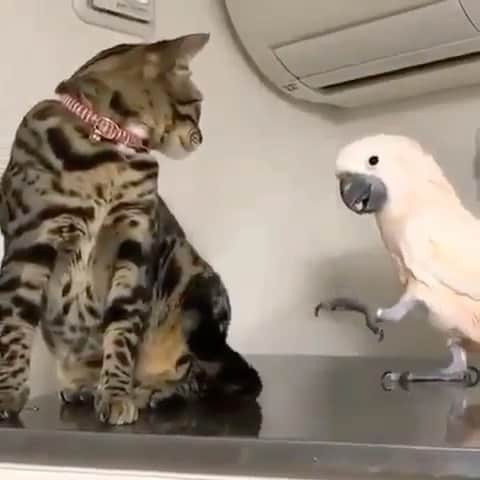 Cute Pets Dogs Catsのインスタグラム