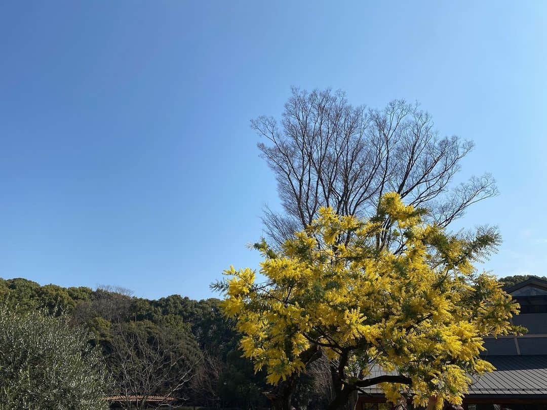 桜帆ゆかりさんのインスタグラム写真 - (桜帆ゆかりInstagram)「ミモザ💛 とっても大きな木なんだって初めて知りました🍃 春を告げる花ですね🌼 黄色が元気出るから、お家に生えてたら良いのになぁ〜🤣✨笑  #ミモザ #mimosa  #ひびきが可愛いから #一瞬芸名でも行けるかな って思ってました🤔笑」2月24日 7時40分 - chahoroo93