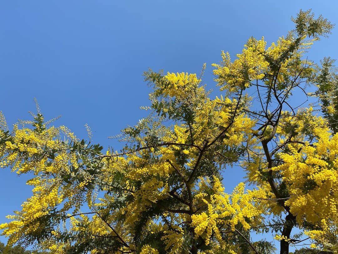 桜帆ゆかりのインスタグラム：「ミモザ💛 とっても大きな木なんだって初めて知りました🍃 春を告げる花ですね🌼 黄色が元気出るから、お家に生えてたら良いのになぁ〜🤣✨笑  #ミモザ #mimosa  #ひびきが可愛いから #一瞬芸名でも行けるかな って思ってました🤔笑」