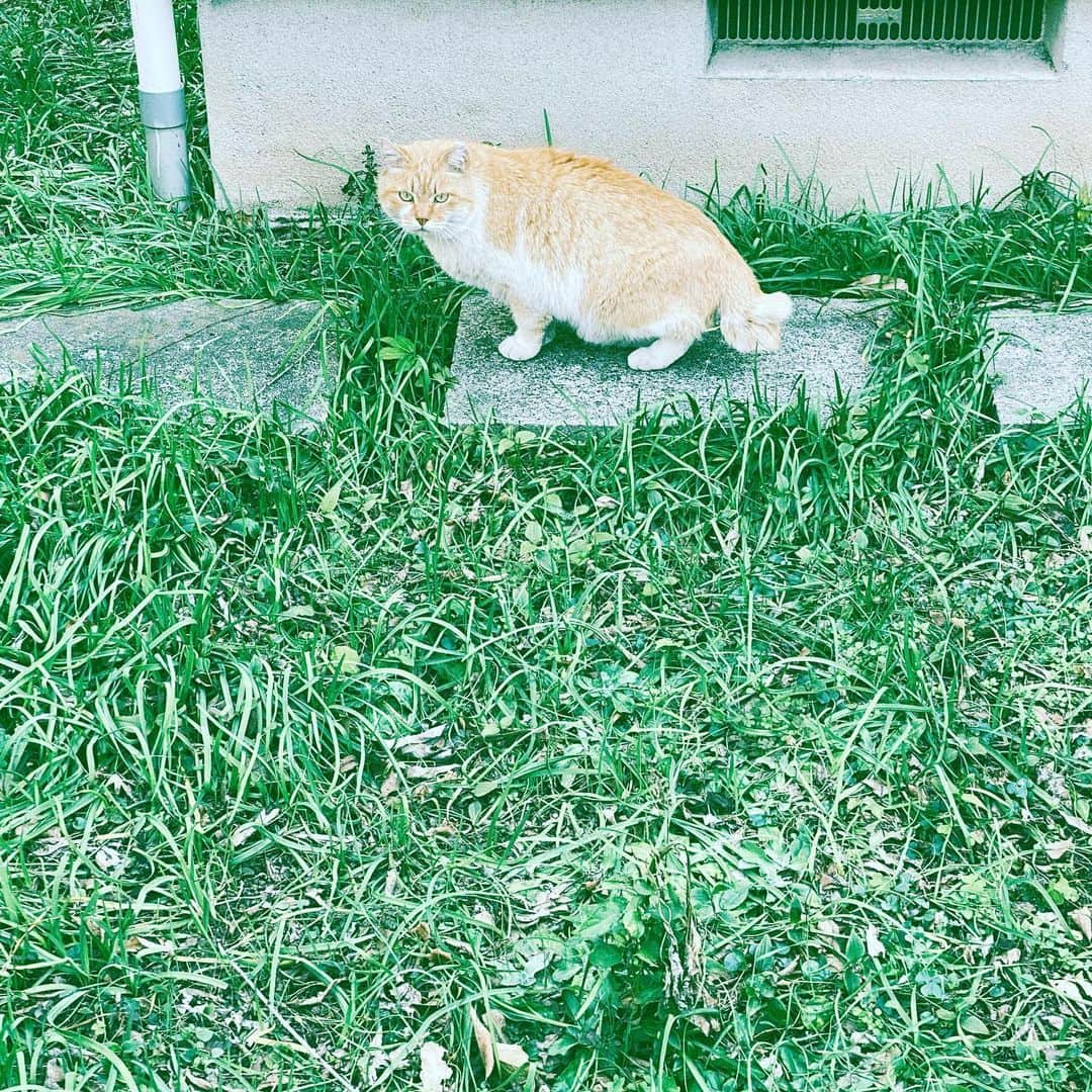 中野敬久さんのインスタグラム写真 - (中野敬久Instagram)「#cat #brown #stopme #ifyoucan #boss」2月24日 7時50分 - hirohisanakano
