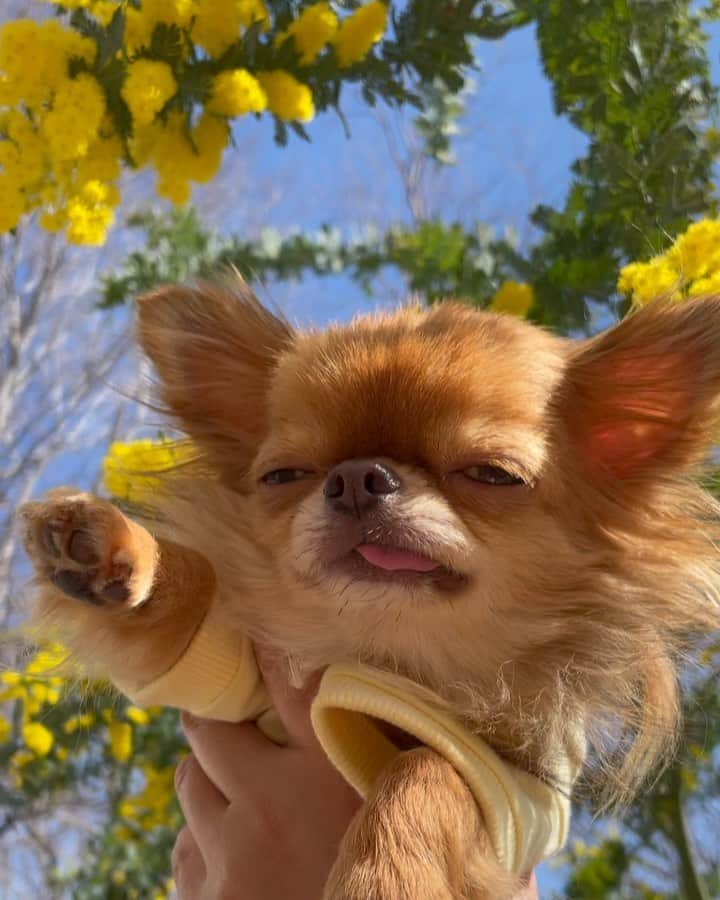 kayoのインスタグラム：「* *  * 写真だとお目目瞑ってばかりなので 動画撮って見ました😂 * * * kulio💛🌿 * * * #chihuahua#chihuahualove#dogstgram#dog#instadog#チワワ#チワワ大好き#チワワのいる暮らし * * *」