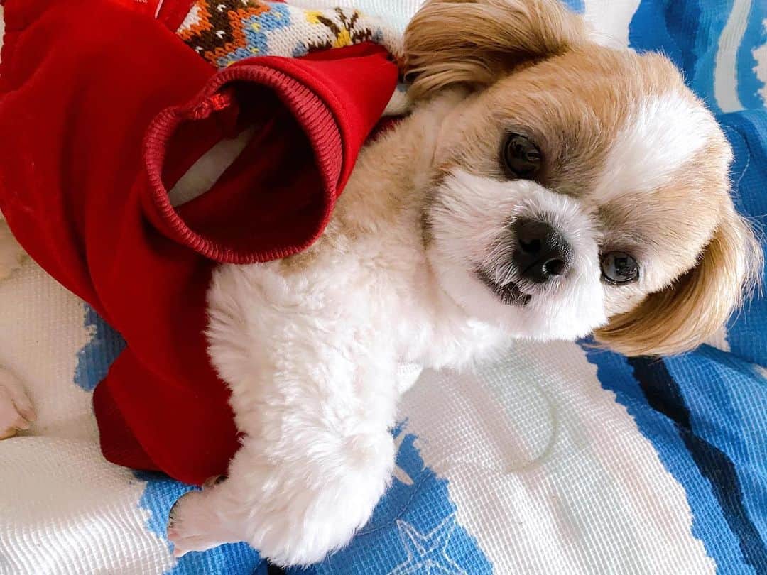倉田雅世のインスタグラム：「おはようございます。 水曜日。気温が下がってます。 あったかくしてお過ごしくださいね。 わんこは、朝起きたら何故か遠山の金さんになってることがあります（昭和感） #いぬすたぐらむ #いぬのいる暮らし」