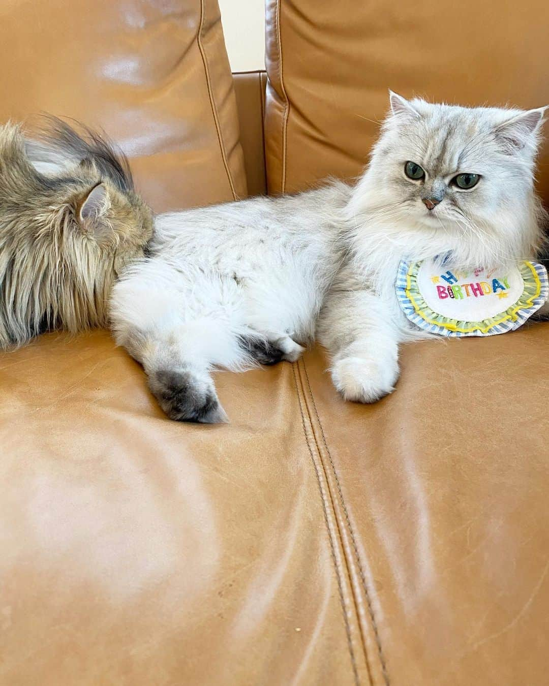 兄弟猫と私と夫の2トムのまいにちのインスタグラム：「Michan sniffed my butt to celebrate my birthday. みんなお誕生日を祝ってくれて ありがとうなの。  豆男はお尻をかいで祝ってくれて ぼく嬉しいなの。  cat#cats#pet#catsofinstagram#catstagram#catstagram_japan#instacat#cutecat#cutepetclub#bestcats#world_kawaii_cat#catoftheday#meow#bestmeow#TheDailyKitten#ねこ#ネコ#猫#ねこ部#ふわもこ部#pecoねこ部#みんねこ#チンチラ#チンチラゴールデン#チンチラシルバー#ペルシャ#みぃ豆#ふぅ豆」