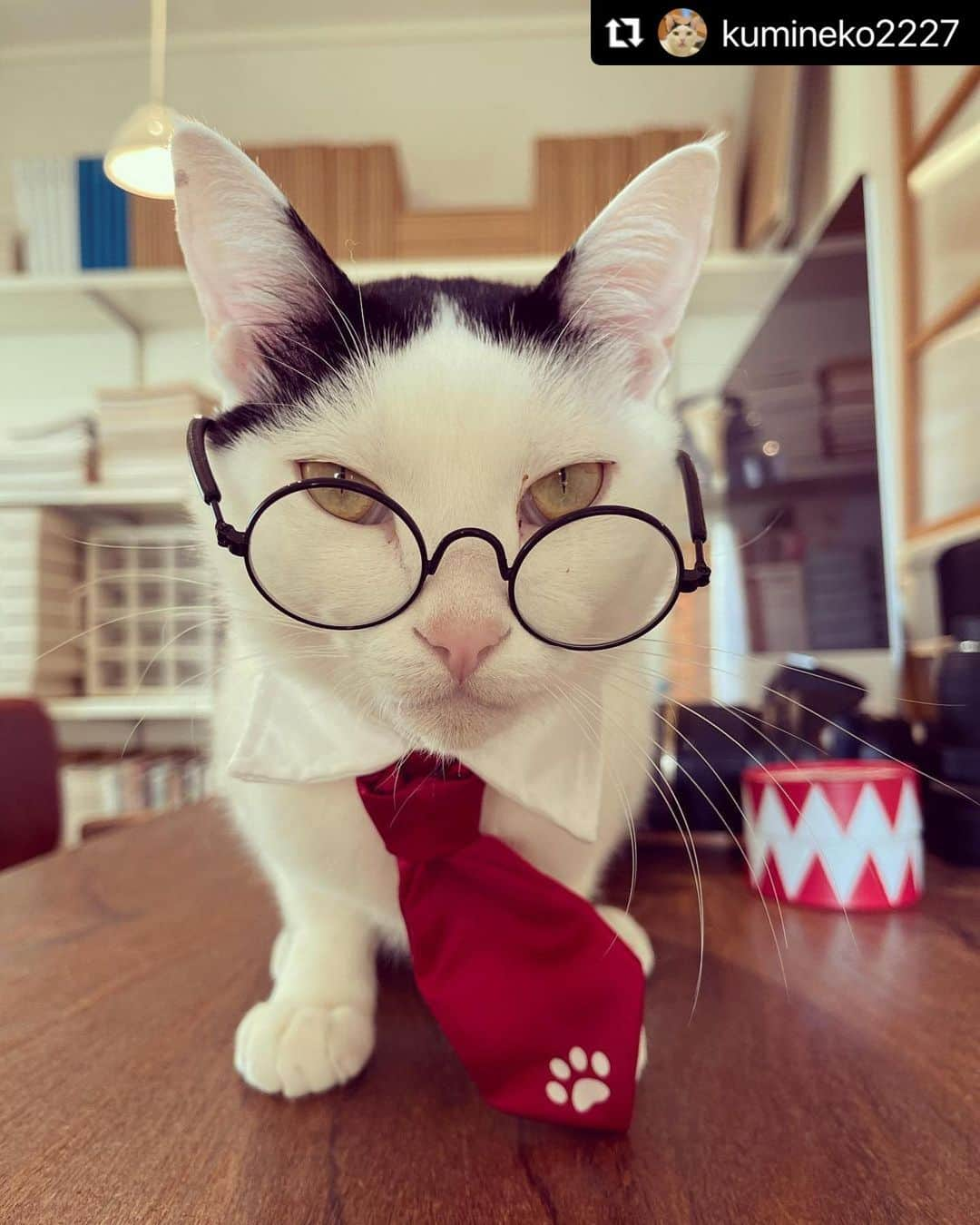 ねこさんのインスタグラム写真 - (ねこInstagram)「【#ねこは人を笑顔にする 】❣️ インテリ系ねこ👓 @kumineko2227 さん、ありがとう🙈☀️ #Repost @kumineko2227 with @make_repost ・・・ 今日は #猫の日 🐱 でも仕事だったし、さっきまで残業だったし… 全然堪能できなかったな😢  それでもせっかくなので仕事できる系にビシッと決めたのりまきを披露します😆 …と言いたいところですが、このネクタイは、最近のりまきが悪いことしたときに着けています だいたいもなかのお尻を噛んだときか、ミニョンをしつこく追いかけまわしているとき😡 これを着けるととたんに大人しく、いいとこのおぼっちゃま風に変身するので、とても重宝しています  でもこのネクタイって…確か @silopdolop さんにお借りしているもののような… もしそうだとしたら、代わりになるものを見つけて急いでお返ししなければ！すみませんが、もう少し貸していてください🙇‍♂️  全ての猫さんや動物たちにとって、優しく幸せに暮らせる世の中になりますように  #ニャーニャーニャー #222 #2月22日は猫の日   #メガネ猫 #ヅラ猫 #ヅラ猫部 #牛柄ねこ #白黒ネコ #しろくろねこ部 #猫多頭飼い#保護猫 #ペコねこ部 #ねこずきさんとつながりたい  #ふわもこ部 #みんねこ #猫がいる幸せ #ねこら部 #にゃんすたぐらまー #ピクネコ #nyancon01 #nekoclub #NEKOくらぶ #sippoストーリー #catstagram #catlover #catsofinstagram #instacat #ねこは人を笑顔にする」2月24日 18時10分 - neko_magazine