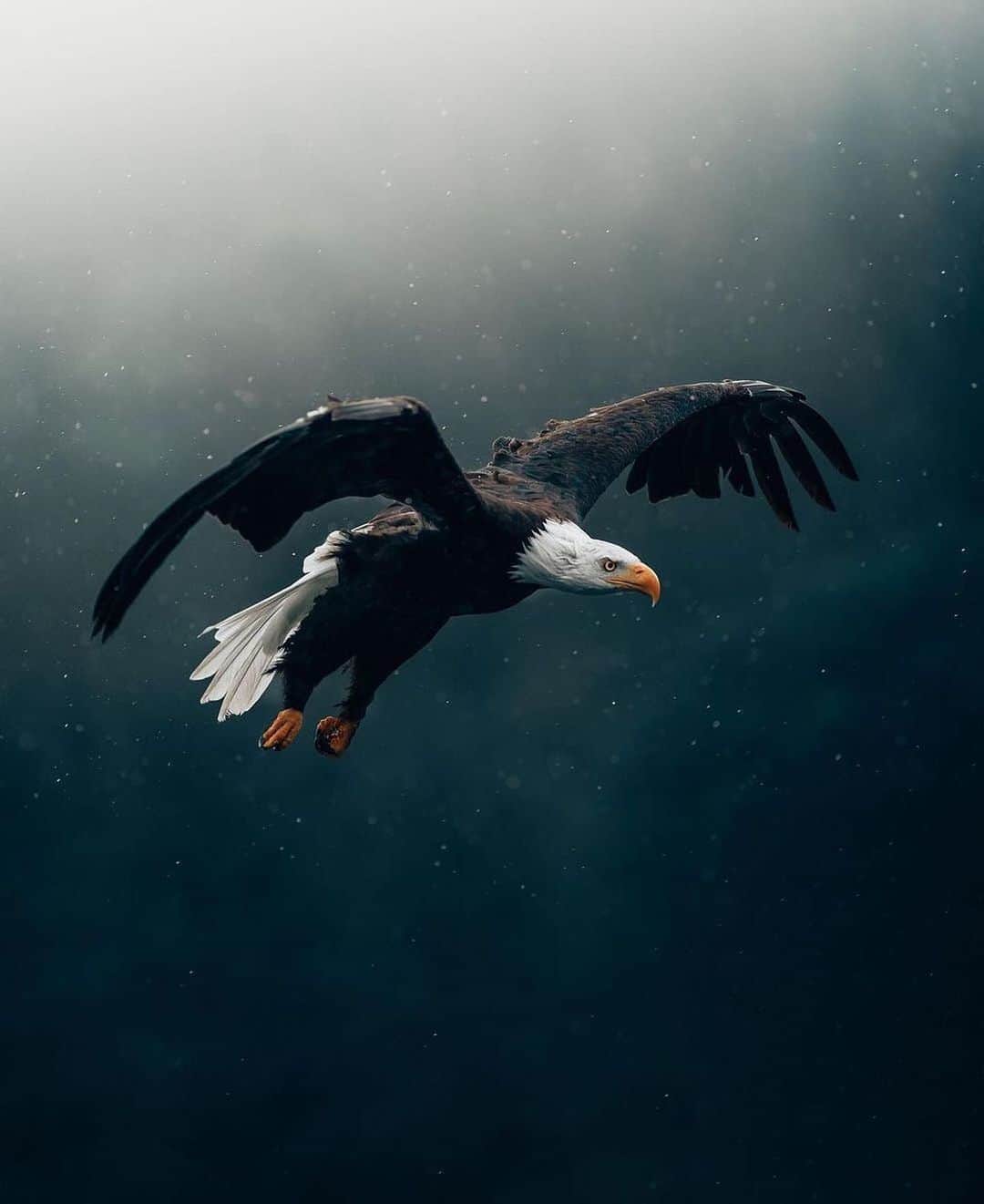 Canon Photographyのインスタグラム：「What a spectacular image 🦅 Photography // @buchstabenhausen Curated by @steffeneisenacher  #eagle #wildlifephotography #wildlifephotography #birdsofinstagram #birdphotography」