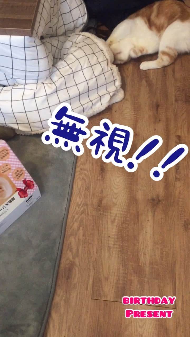 にゃんすくんのインスタグラム：「誕生日プレゼントご開封の儀2021🎁  自動オモチャの中で1番静かだった✨ じぃじありがとう！！ #にゃんすとじぃじ  さっきアップしたやつ画面サイズが違ったので再アップ💦コメントしてくれたのにごめんなさい💦」