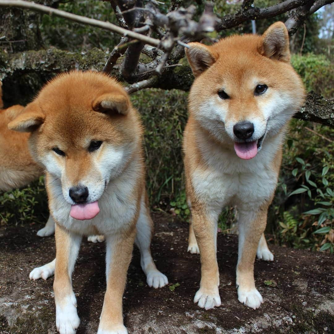 柴犬たま Shibainu Tamaさんのインスタグラム写真 - (柴犬たま Shibainu TamaInstagram)「😝😝😝  #たま家族 #柴犬コイ #柴犬トロ #柴犬ウニ #おしゅし兄弟 #仲良し兄弟 #うめ #ウメ #梅 #梅の花 #花とコイ #花とトロ #花とウニ #花とおしゅし #笑顔 #舌ぺろ #ブサ顔 #糸目 #ふわもこ #かなりひし形 #プリケツ #柴犬 #shiba #shibainu #shibastagram #犬 #dog #多頭飼い」2月24日 18時24分 - tama7653