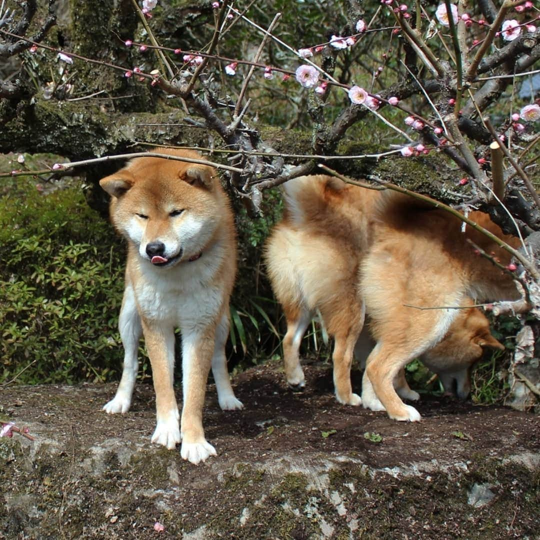 柴犬たま Shibainu Tamaさんのインスタグラム写真 - (柴犬たま Shibainu TamaInstagram)「😝😝😝  #たま家族 #柴犬コイ #柴犬トロ #柴犬ウニ #おしゅし兄弟 #仲良し兄弟 #うめ #ウメ #梅 #梅の花 #花とコイ #花とトロ #花とウニ #花とおしゅし #笑顔 #舌ぺろ #ブサ顔 #糸目 #ふわもこ #かなりひし形 #プリケツ #柴犬 #shiba #shibainu #shibastagram #犬 #dog #多頭飼い」2月24日 18時24分 - tama7653