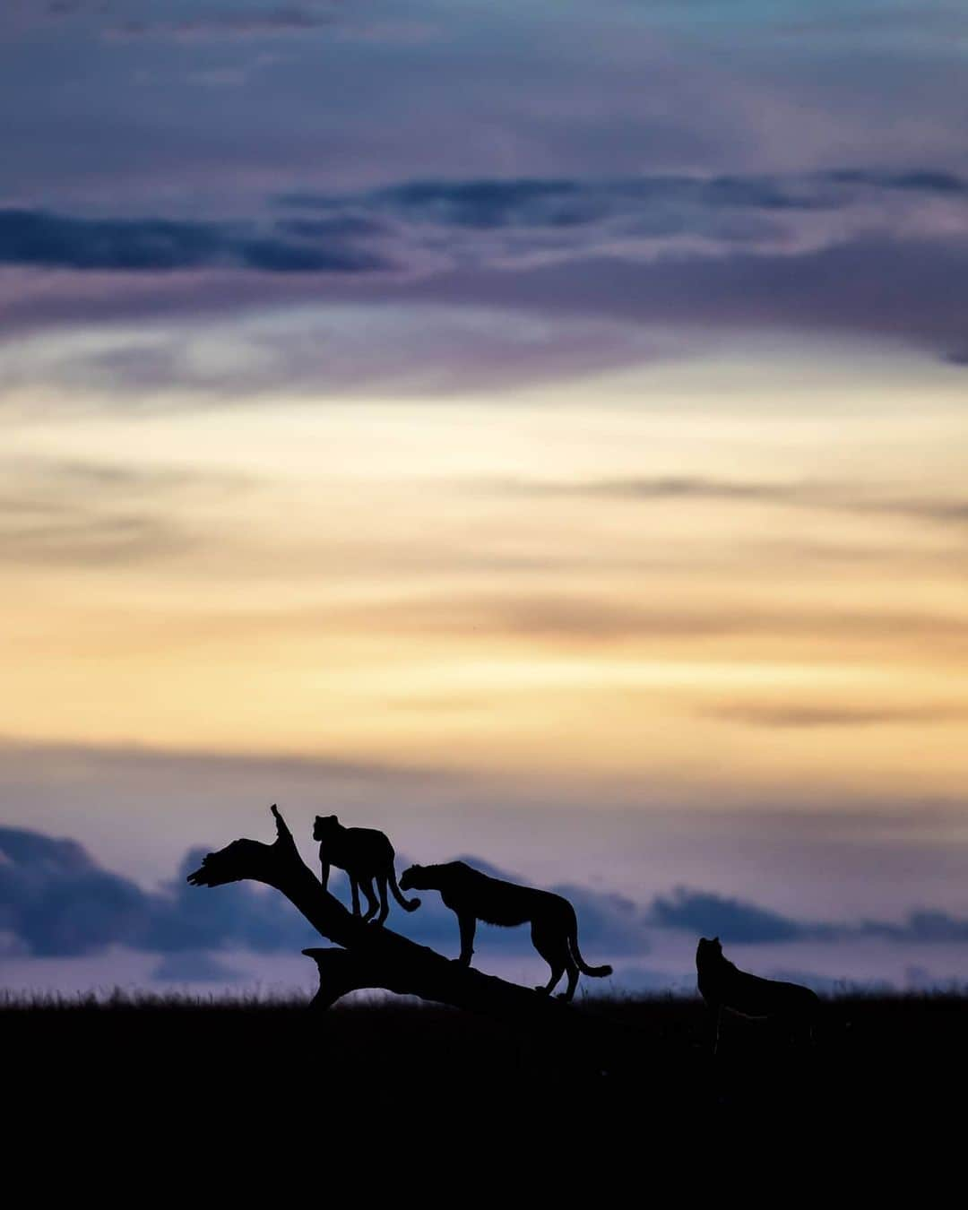 Canon Asiaさんのインスタグラム写真 - (Canon AsiaInstagram)「Tip: The combination of a stunning background contrasted with an interesting subject matter silhouetted in front often makes for a captivating photo. 🌄 . After a day following the group of elusive cheetahs, @travelfreelea captured this surreal shot of them climbing a fallen tree trunk against the ‘paddlepop’ sunset. . 📷 Image by @travelfreelea using the Canon EOS 6D Mark II • EF400mm f/4 DO IS II USM • f/4 • ISO 1000 • 1/400 • 400mm . Captured a stunning silhouette shot of your own? Tag them with #canonasia or submit them on My Canon Story, link in bio! . #canonasia #photography #explore #nature #goldenhour #animal #silhouette #bokeh #composition #colours  #minimalistic #goldenhour #canon #lens #inspiration #subject #aesthetic」2月24日 18時25分 - canonasia