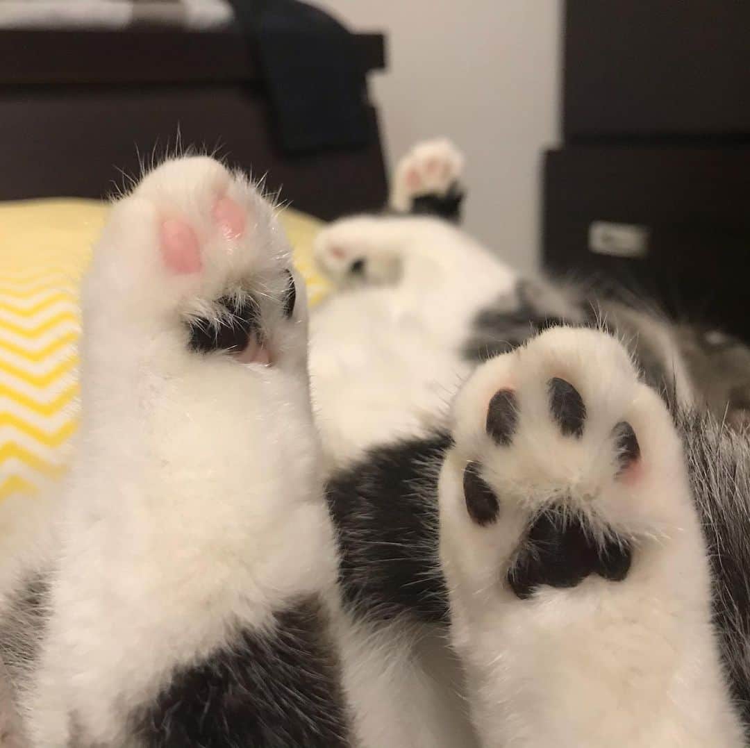 KATSUOのインスタグラム：「ちょっと汚い足🐾 . においはくせになります . #cat #catsofinstagram #catstagram #instacat#cutecat#katsuo」