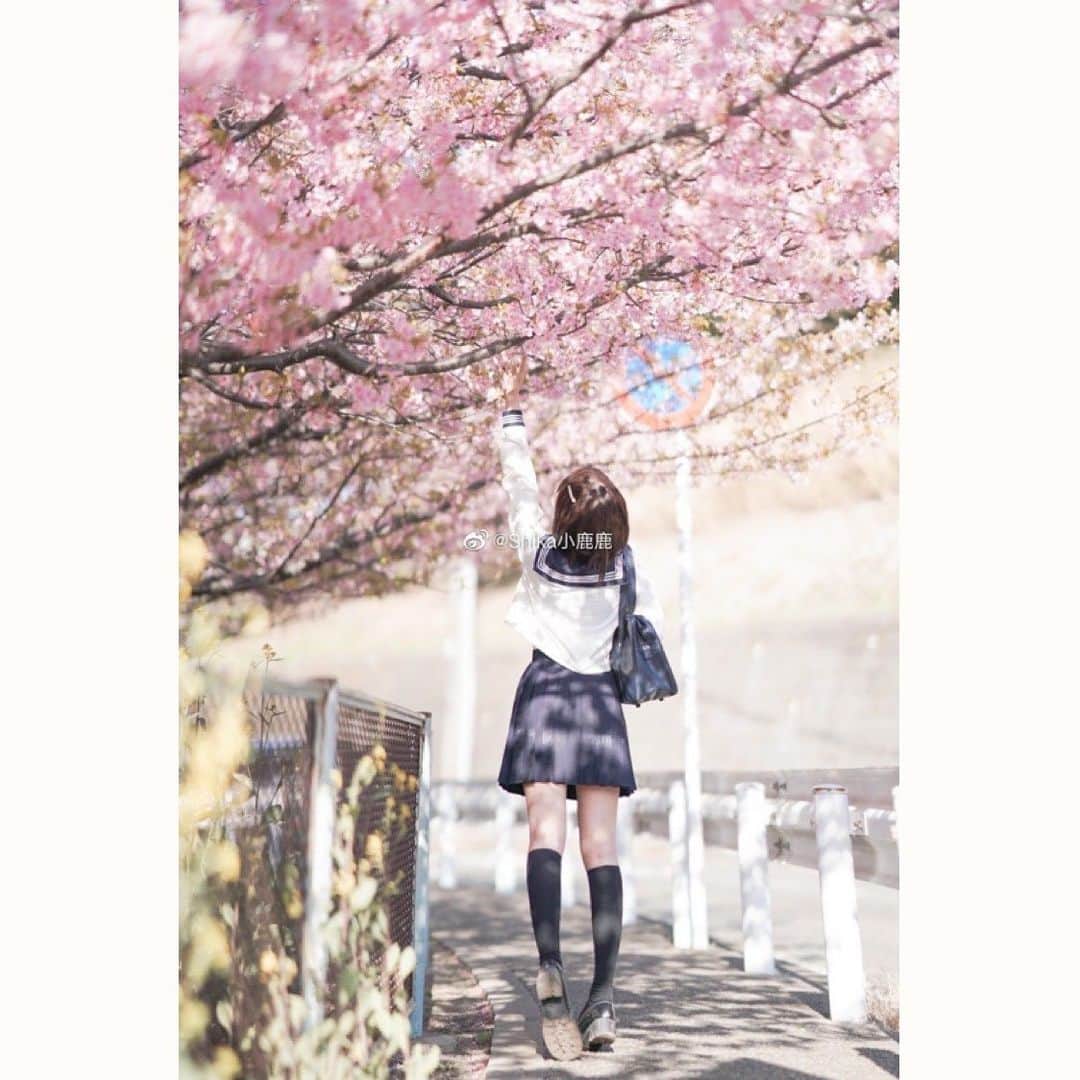 shikaのインスタグラム：「約束どおり訪れるのは春だけでなく、病のあとも無事な私たちでありたい。」