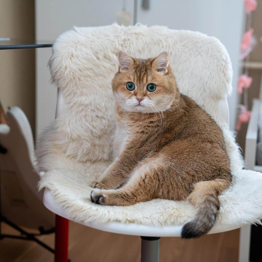 Хосико кот