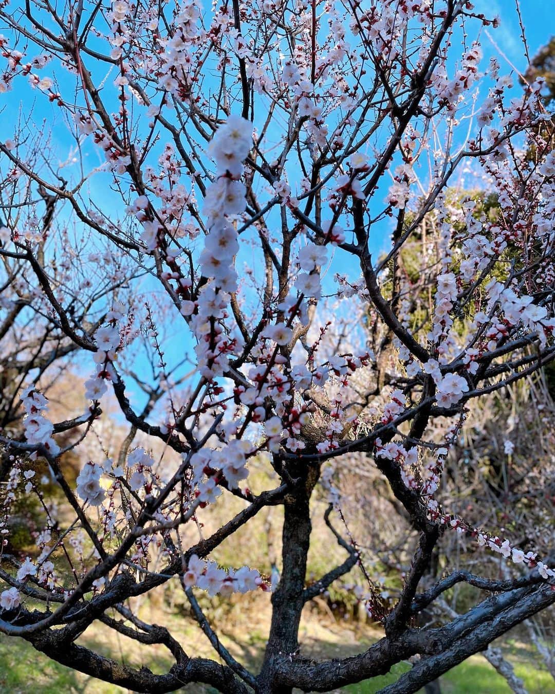 堂真理子さんのインスタグラム写真 - (堂真理子Instagram)「最近の #おうちごはん 。 #はんぺん を入れた、ふわふわつくねでした😊 公園をジョギングしていたら、梅の花が綺麗に咲いていました💕 春はもうすぐそこですね❣️  　#つくね 　#公園 で 　#梅の花 が咲いていました 　#もうすぐ 　#春 ですね 　#堂真理子　#テレビ朝日　#アナウンサー」2月24日 18時46分 - mariko_do