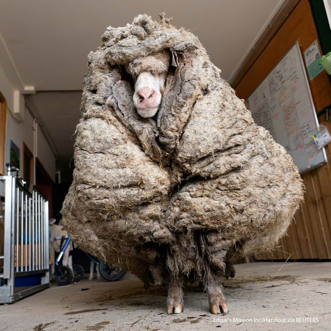 ABC Newsさんのインスタグラム写真 - (ABC NewsInstagram)「Sheep Baarack is seen before his thick wool was shorn in Lancefield, Victoria, Australia. #sheep #wool #animals」2月24日 19時00分 - abcnews