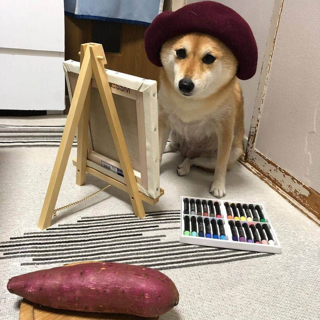 9GAGさんのインスタグラム写真 - (9GAGInstagram)「Cosplay doge 📸 @shibainu223 - #shiba #cosplay #doge #9gag」2月24日 19時03分 - 9gag