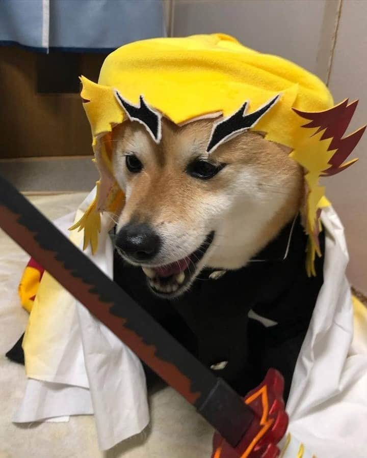 9GAGさんのインスタグラム写真 - (9GAGInstagram)「Cosplay doge 📸 @shibainu223 - #shiba #cosplay #doge #9gag」2月24日 19時03分 - 9gag