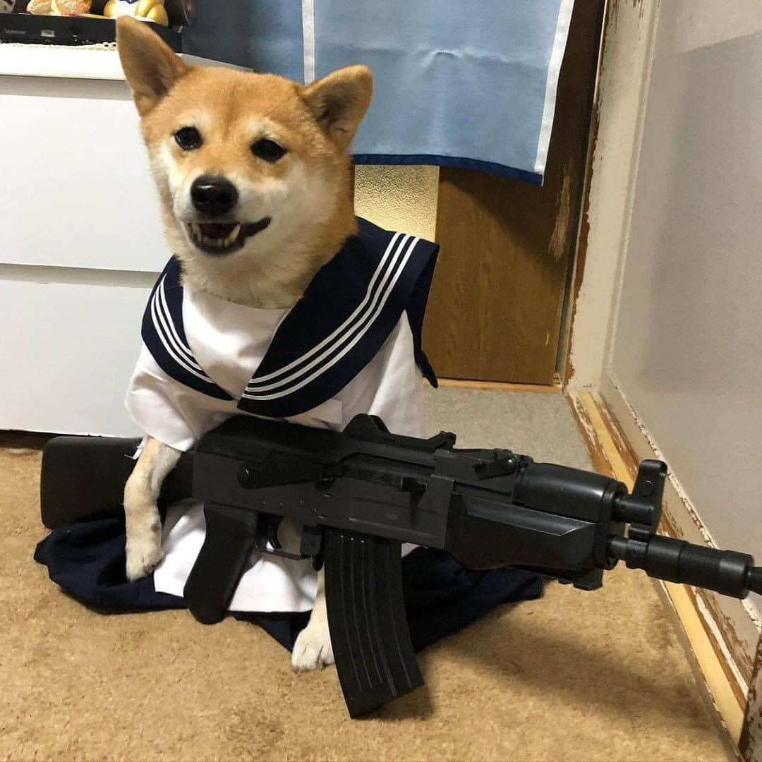 9GAGさんのインスタグラム写真 - (9GAGInstagram)「Cosplay doge 📸 @shibainu223 - #shiba #cosplay #doge #9gag」2月24日 19時03分 - 9gag