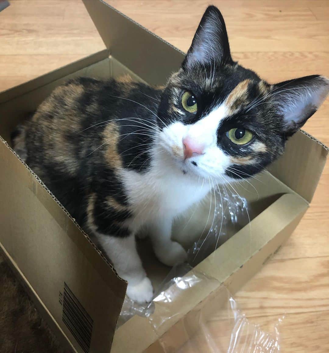 Leoさんのインスタグラム写真 Leoinstagram お届け物でーす 猫スタグラム ねこすたぐらむ 猫のいる暮らし 猫との暮らし 猫好きさんと繋がりたい 保護猫 サクラカット 桜カット ハートカット 白猫 クリーム猫 デブ猫 三毛猫 Cattos Cats Catlife