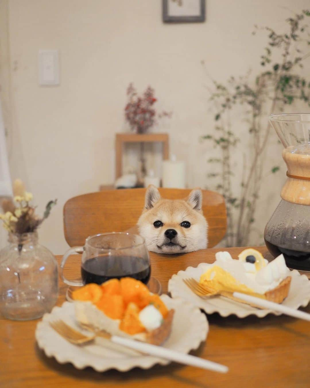 豆柴にこちゃんさんのインスタグラム写真 - (豆柴にこちゃんInstagram)「🐶🍰 昨日、よくランチ食べ行く店のケーキ をテイクアウトしました  たま、普段食いしん坊だけど こういう時意外とちゃんとモデルができる。 やればできる子。  焦がしオレンジとチャイクリームのケーキ、 珍しいしかなりおいしかった🍊❣️ オレンジを焦がすという発想すごい💡  もう1つはレモンマスカルポーネ🍋  贅沢した翌日の昼はカップ焼きそばにしたよ  #柴犬#豆柴#pecoいぬ部#犬#shibastagram#petstagram#犬#犬のいる暮らし#shibainu#dog#mameshiba#pecotv#いぬのきもち部#しばいぬ#しばけん#こいぬ#シバイヌ#狗#ペット#子犬#puppy#pet#시바견#강아지#개#instacute#barked#9gag#9gagpets」2月24日 19時17分 - nikochan.mame48