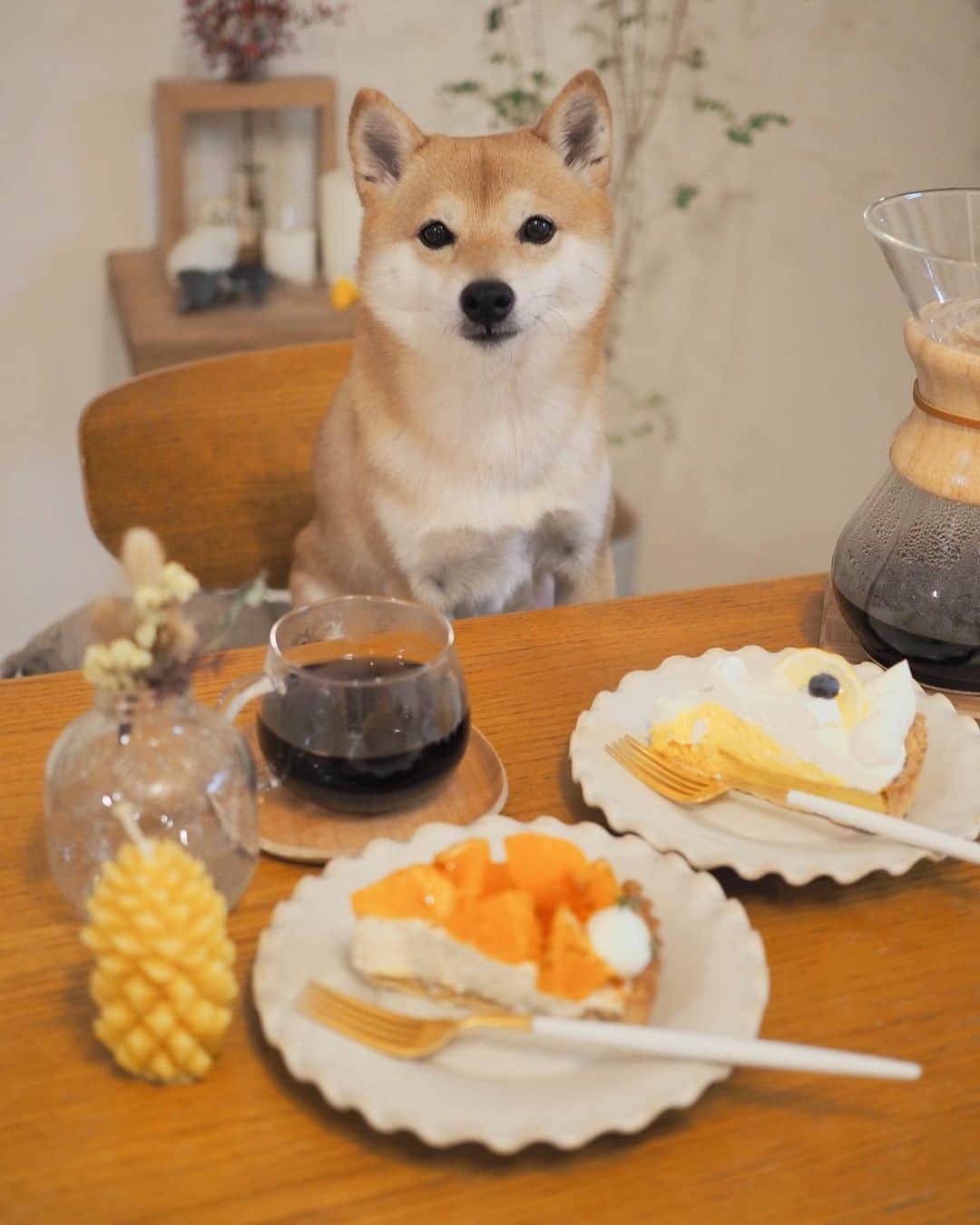 豆柴にこちゃんさんのインスタグラム写真 - (豆柴にこちゃんInstagram)「🐶🍰 昨日、よくランチ食べ行く店のケーキ をテイクアウトしました  たま、普段食いしん坊だけど こういう時意外とちゃんとモデルができる。 やればできる子。  焦がしオレンジとチャイクリームのケーキ、 珍しいしかなりおいしかった🍊❣️ オレンジを焦がすという発想すごい💡  もう1つはレモンマスカルポーネ🍋  贅沢した翌日の昼はカップ焼きそばにしたよ  #柴犬#豆柴#pecoいぬ部#犬#shibastagram#petstagram#犬#犬のいる暮らし#shibainu#dog#mameshiba#pecotv#いぬのきもち部#しばいぬ#しばけん#こいぬ#シバイヌ#狗#ペット#子犬#puppy#pet#시바견#강아지#개#instacute#barked#9gag#9gagpets」2月24日 19時17分 - nikochan.mame48