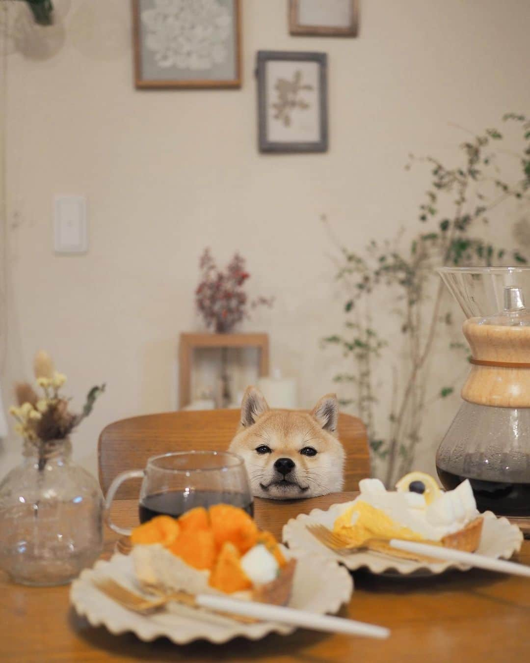 豆柴にこちゃんさんのインスタグラム写真 - (豆柴にこちゃんInstagram)「🐶🍰 昨日、よくランチ食べ行く店のケーキ をテイクアウトしました  たま、普段食いしん坊だけど こういう時意外とちゃんとモデルができる。 やればできる子。  焦がしオレンジとチャイクリームのケーキ、 珍しいしかなりおいしかった🍊❣️ オレンジを焦がすという発想すごい💡  もう1つはレモンマスカルポーネ🍋  贅沢した翌日の昼はカップ焼きそばにしたよ  #柴犬#豆柴#pecoいぬ部#犬#shibastagram#petstagram#犬#犬のいる暮らし#shibainu#dog#mameshiba#pecotv#いぬのきもち部#しばいぬ#しばけん#こいぬ#シバイヌ#狗#ペット#子犬#puppy#pet#시바견#강아지#개#instacute#barked#9gag#9gagpets」2月24日 19時17分 - nikochan.mame48